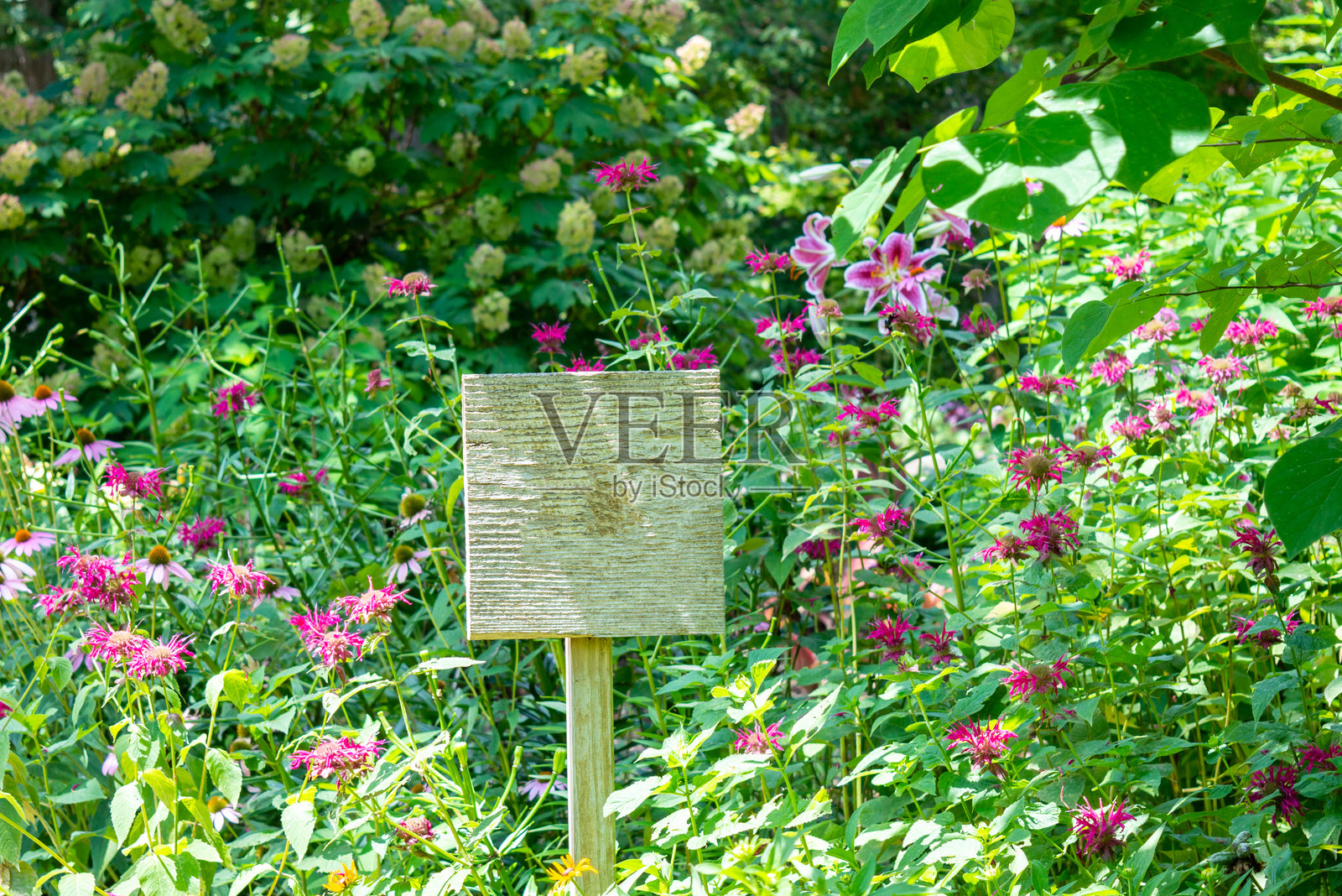 野花中的空白标志照片摄影图片