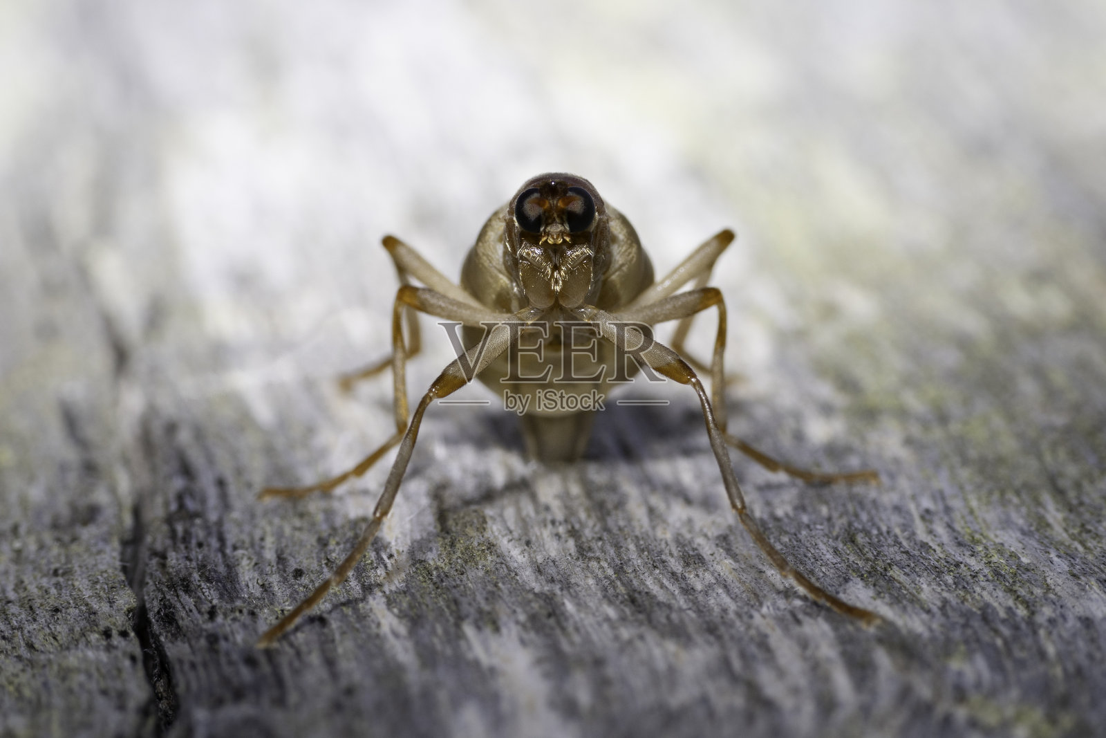 无翼士兵苍蝇（Boreoides subulatus）雌性产卵，澳大利亚新南威尔士州蒂尔巴，2025年6月照片摄影图片