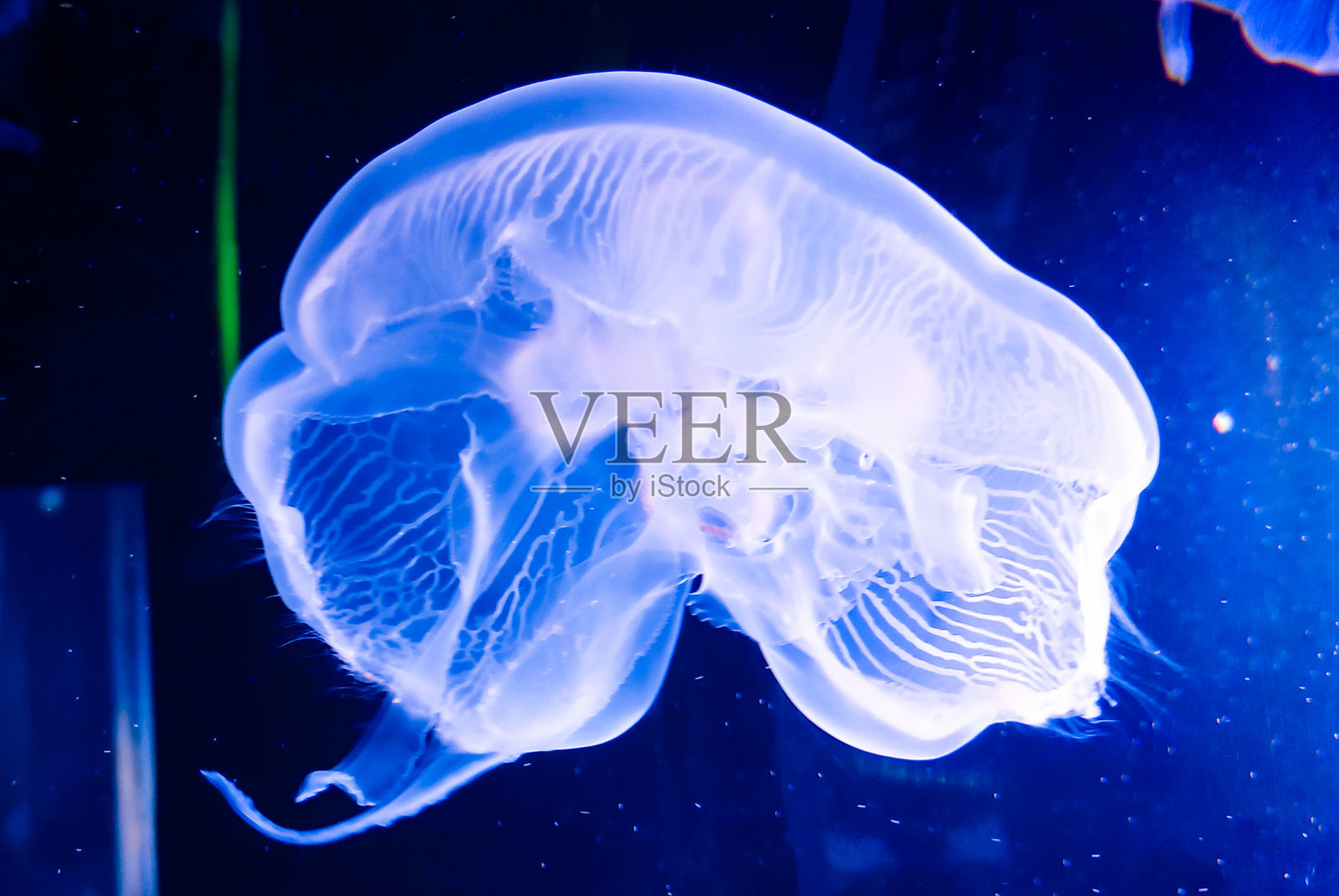 黑暗背景和戏剧性灯光下的月亮水母（Aurelia aurita）在水族馆中照片摄影图片