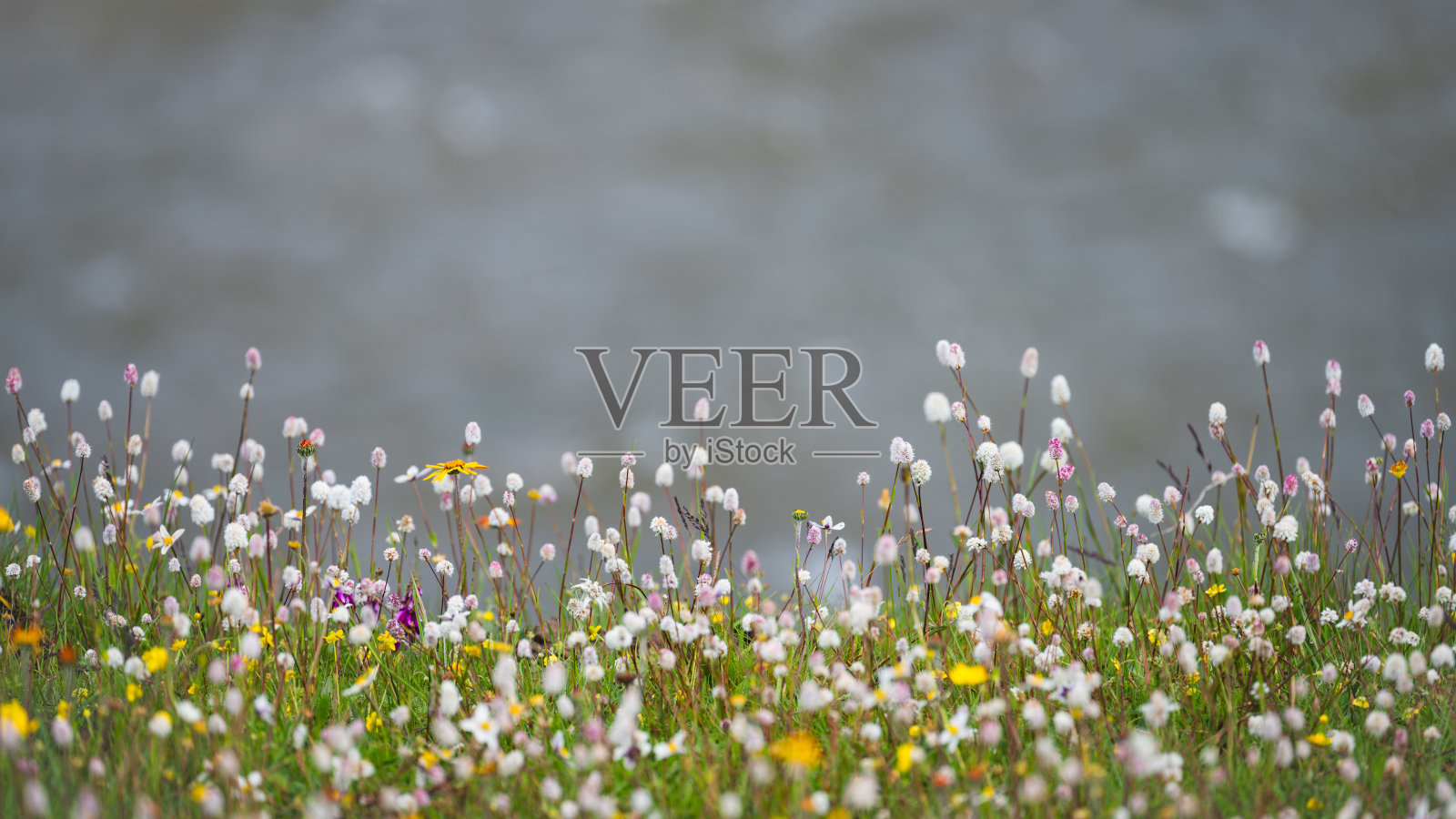 阿坝州红原县的艾美堂花海照片摄影图片