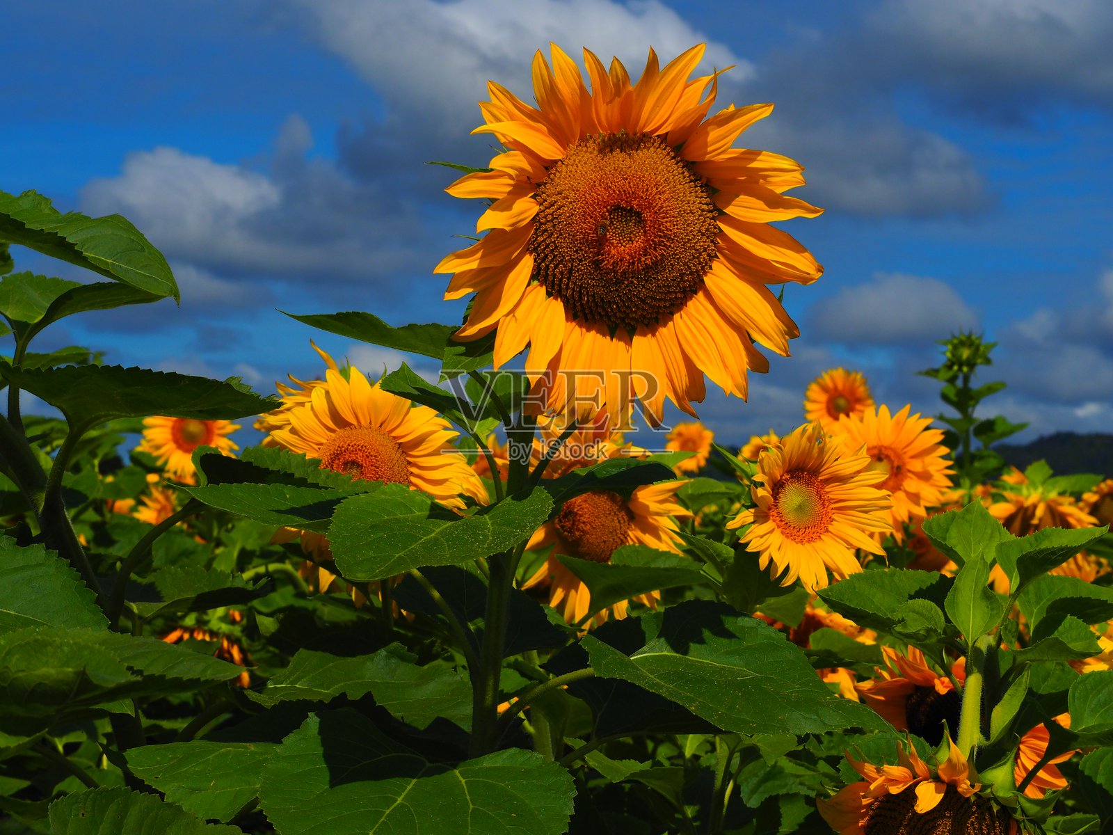 向日葵照片摄影图片
