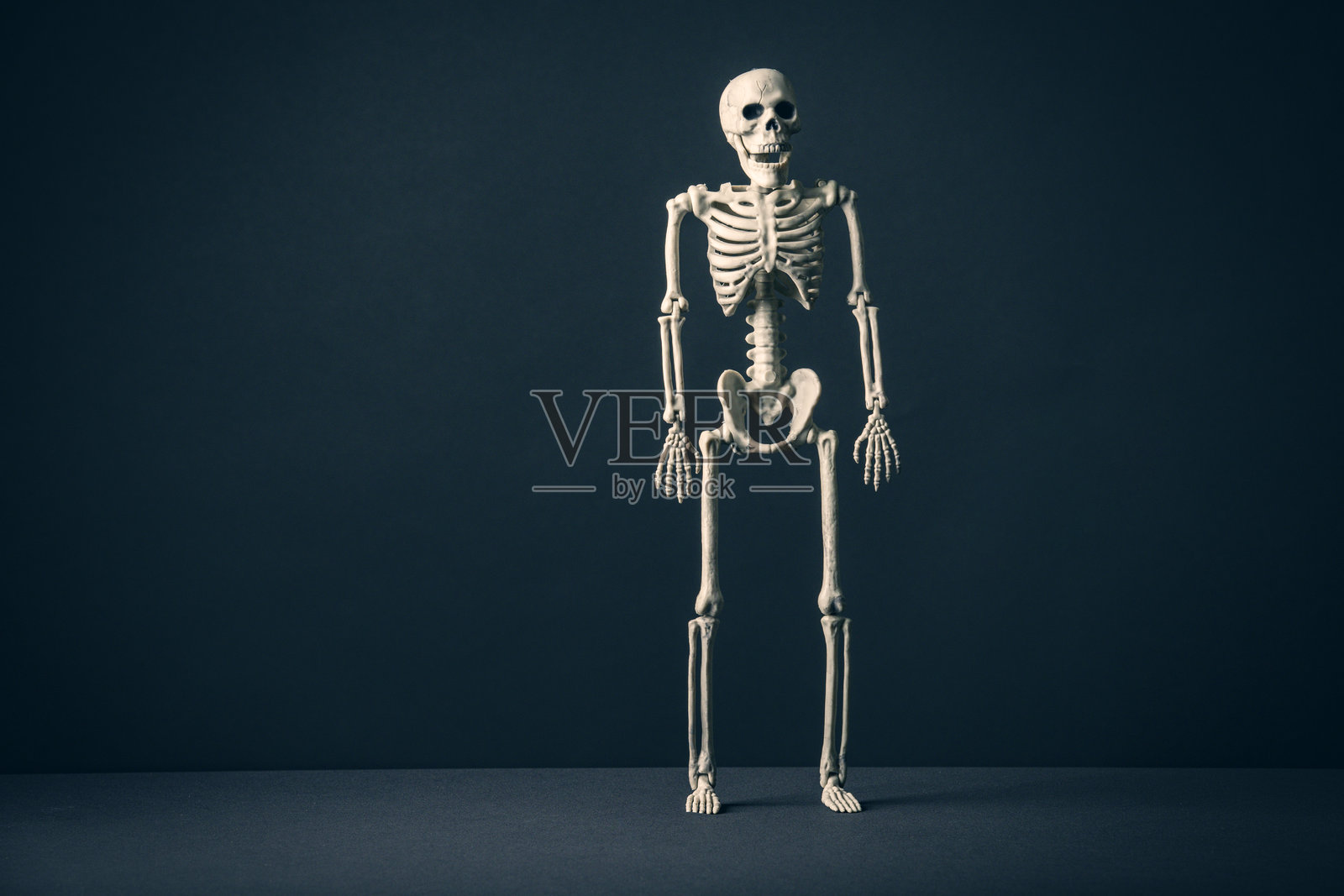 黑色背景上站着的万圣节骷髅，留有空白空间照片摄影图片