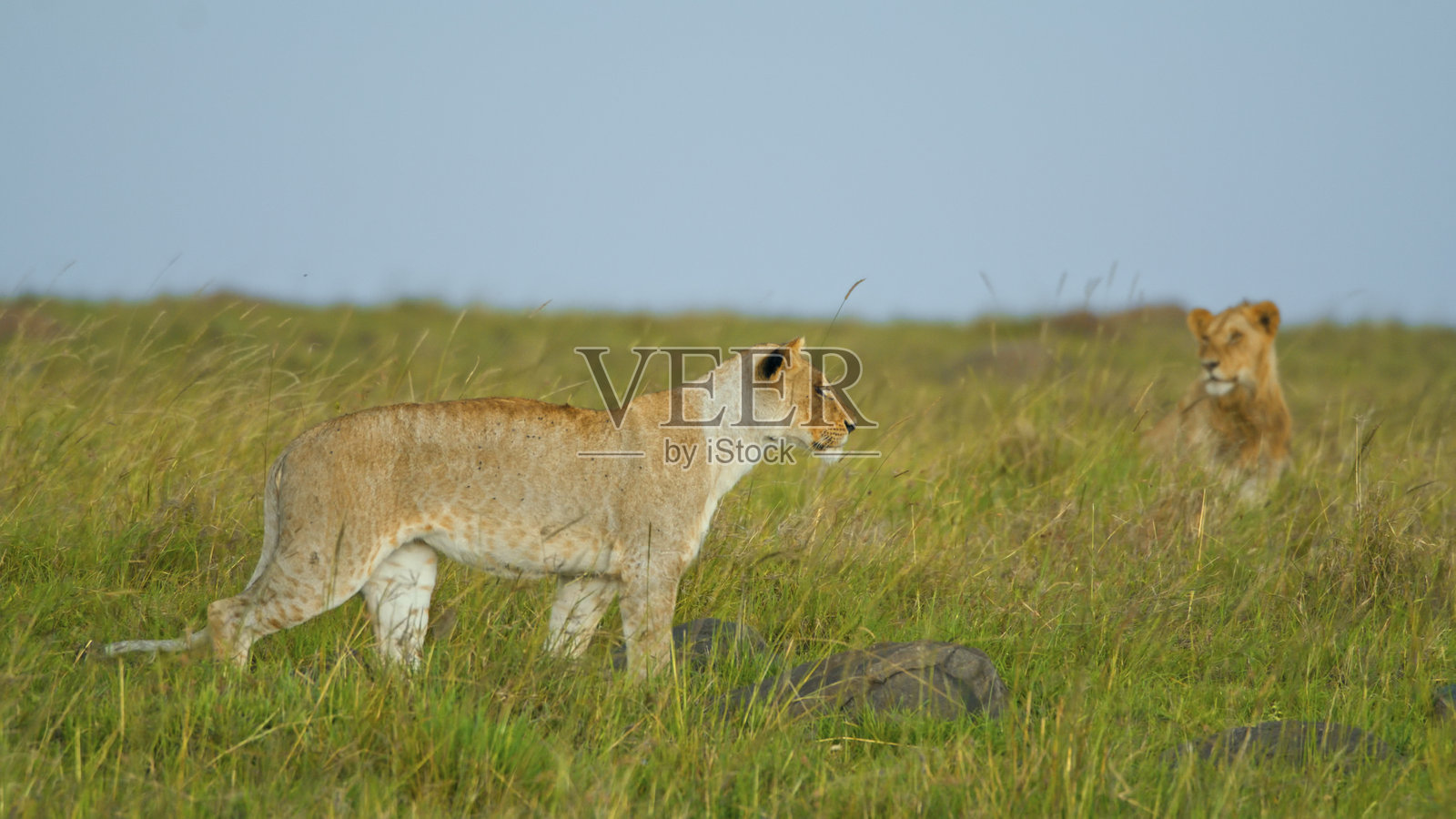 警觉的母狮在马赛马拉草原上穿行照片摄影图片