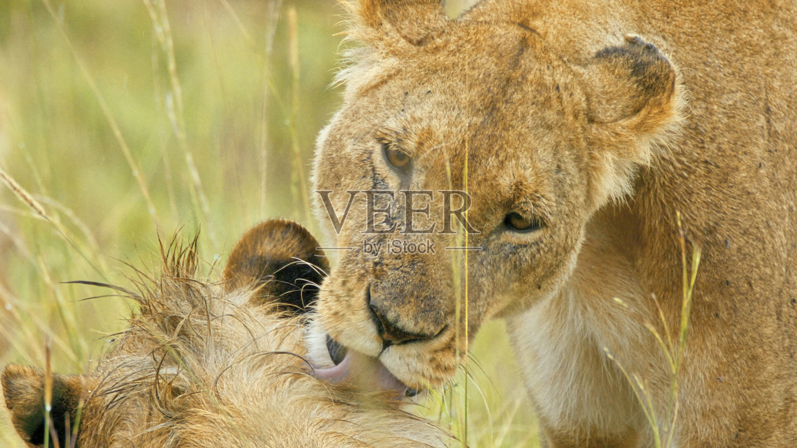 在马赛马拉草原上，雌狮照顾雄狮照片摄影图片