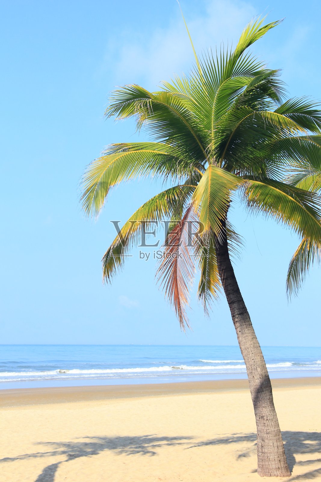 热带海滩上的椰子树照片摄影图片