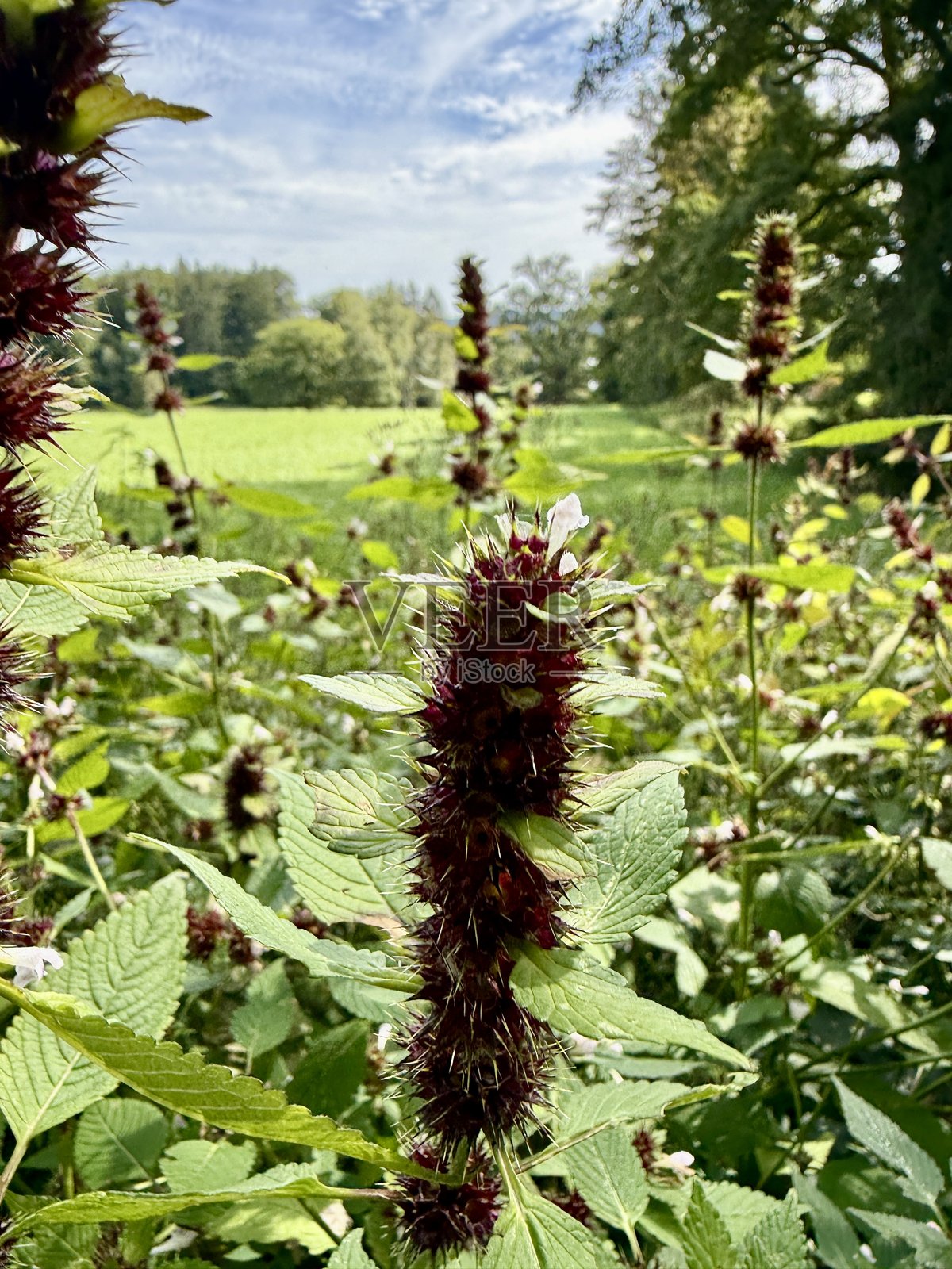 花照片摄影图片