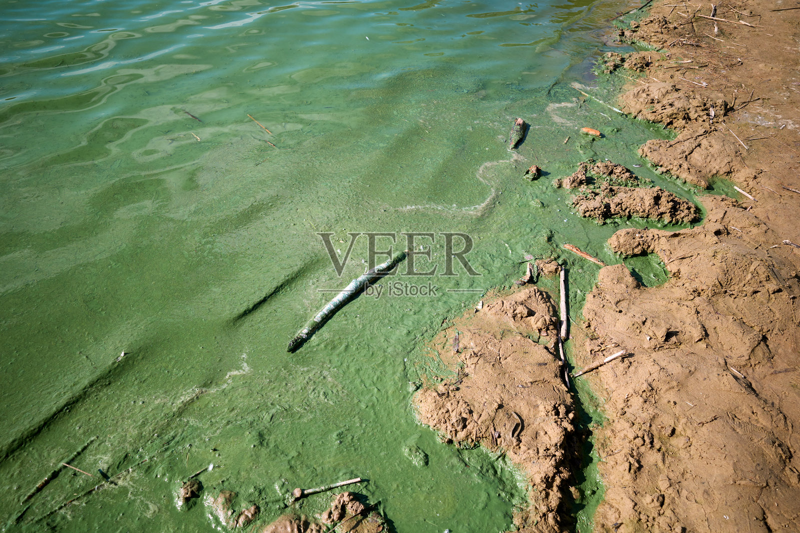 水面上的蓝绿藻 bloom，沿海污染照片摄影图片