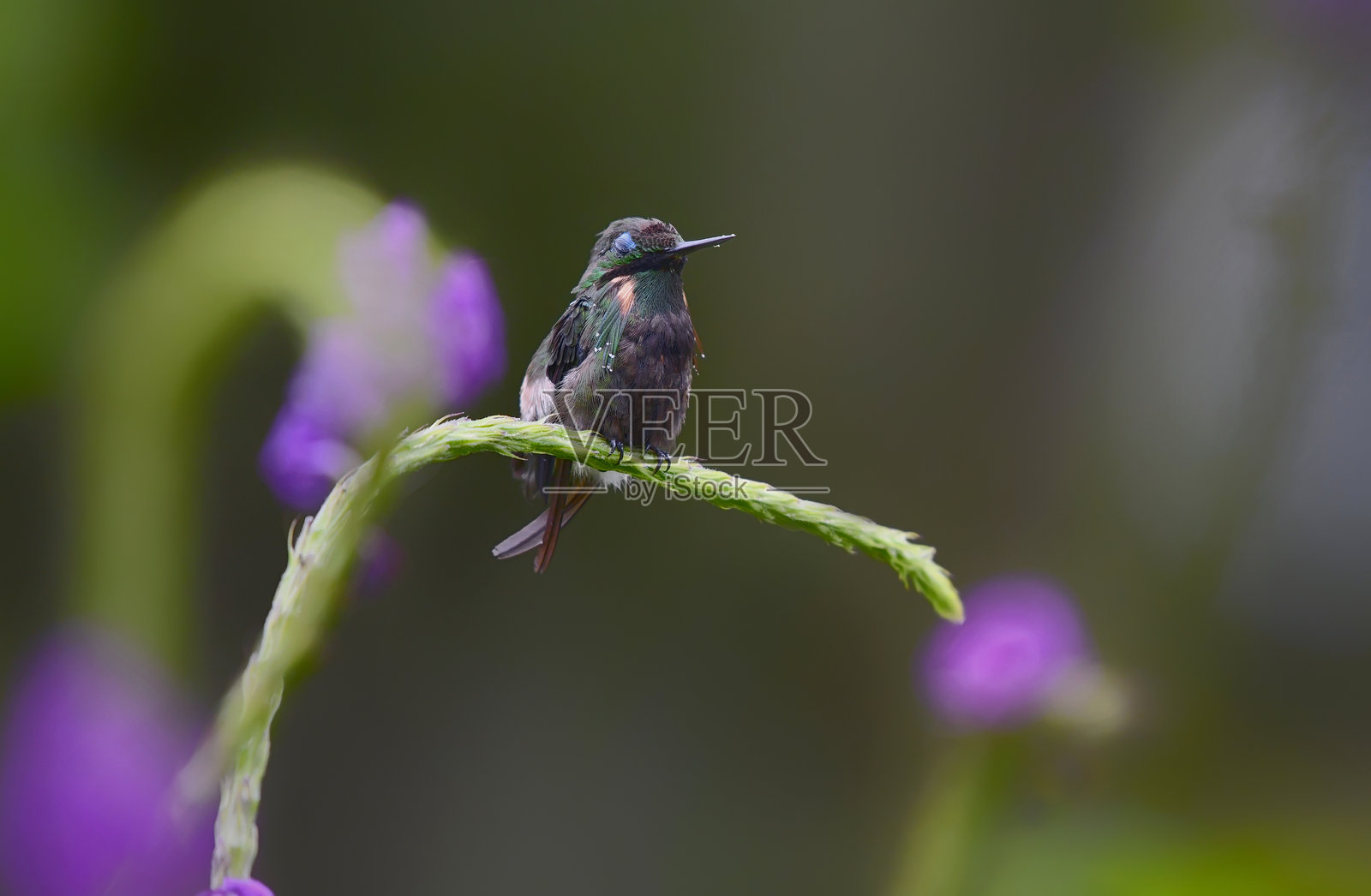 一只闭眼的蝴蝶小嘴蜂鸟栖息在花园里照片摄影图片