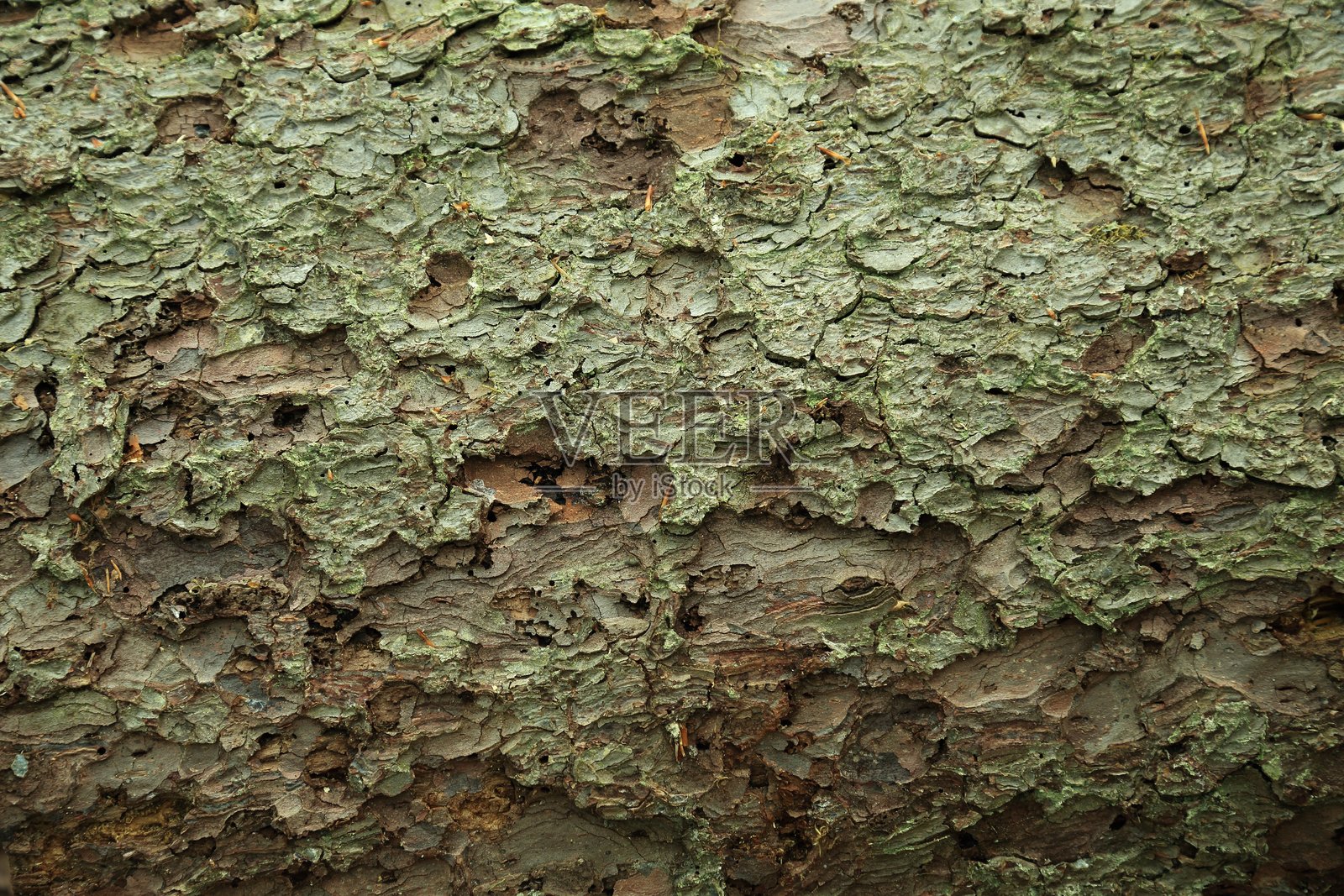 森林树干上粗糙的树皮表面，带有昆虫排出孔。照片摄影图片