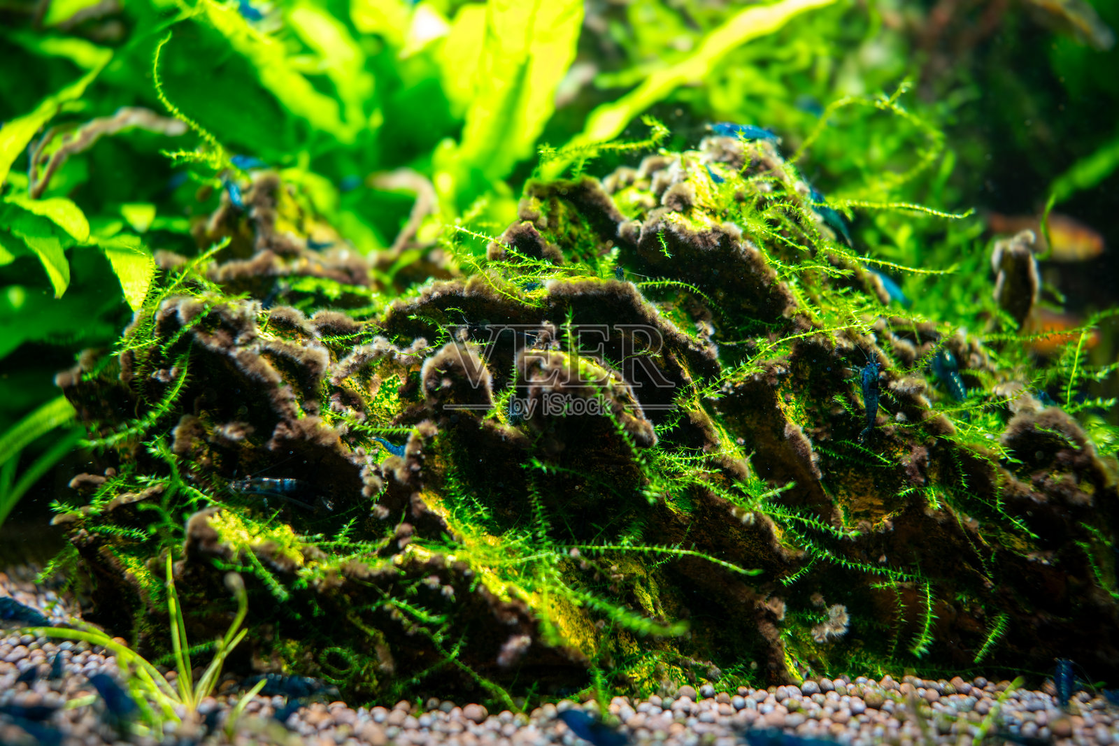 水族箱中的蓝梦虾与植物水景，漂流木和龙石的水草造景，黑胡子藻照片摄影图片