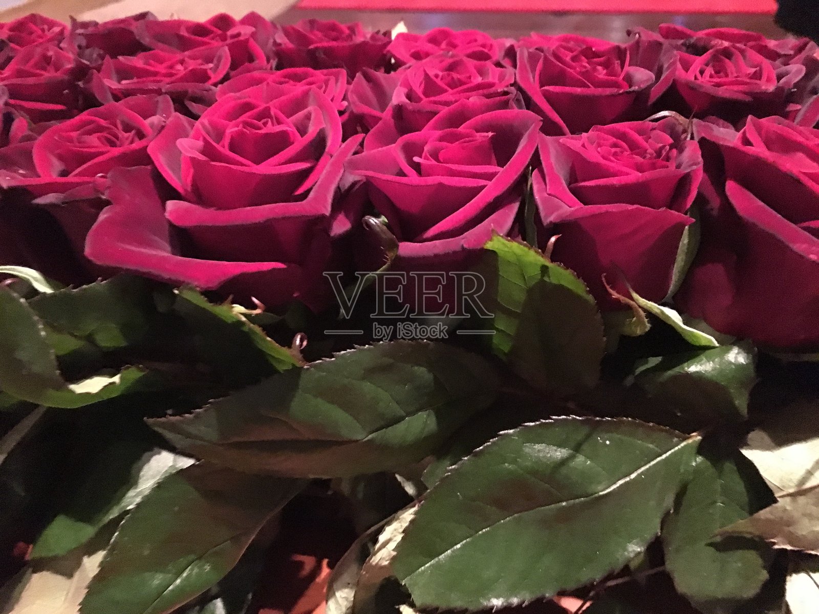 玫瑰照片摄影图片