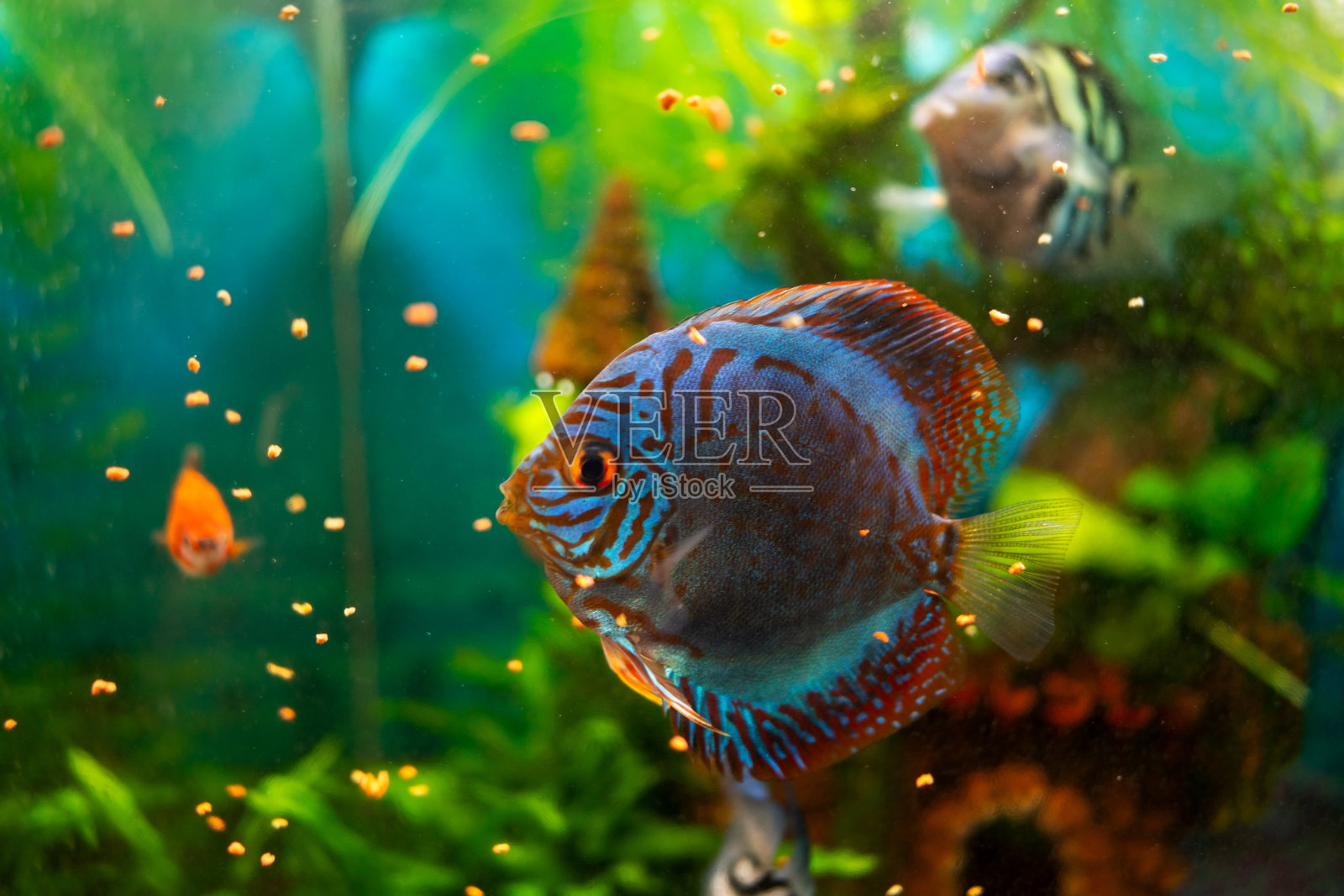 蓝色绿松石圆盘鱼在植物水族箱中的特写照片摄影图片