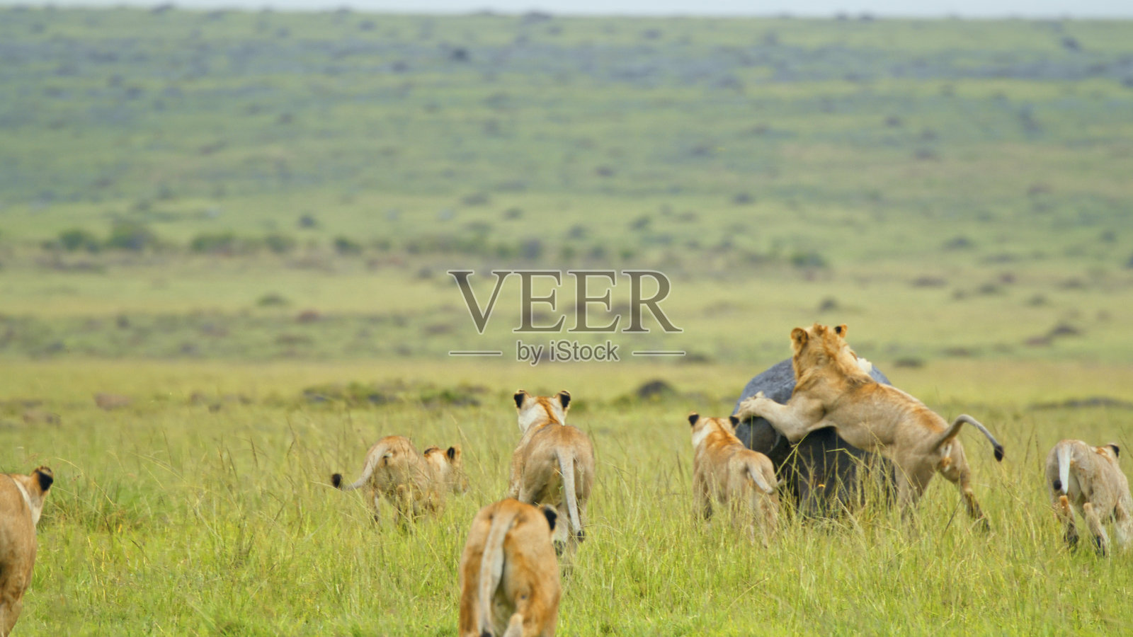 马赛马拉草原上的捕食者遭遇照片摄影图片