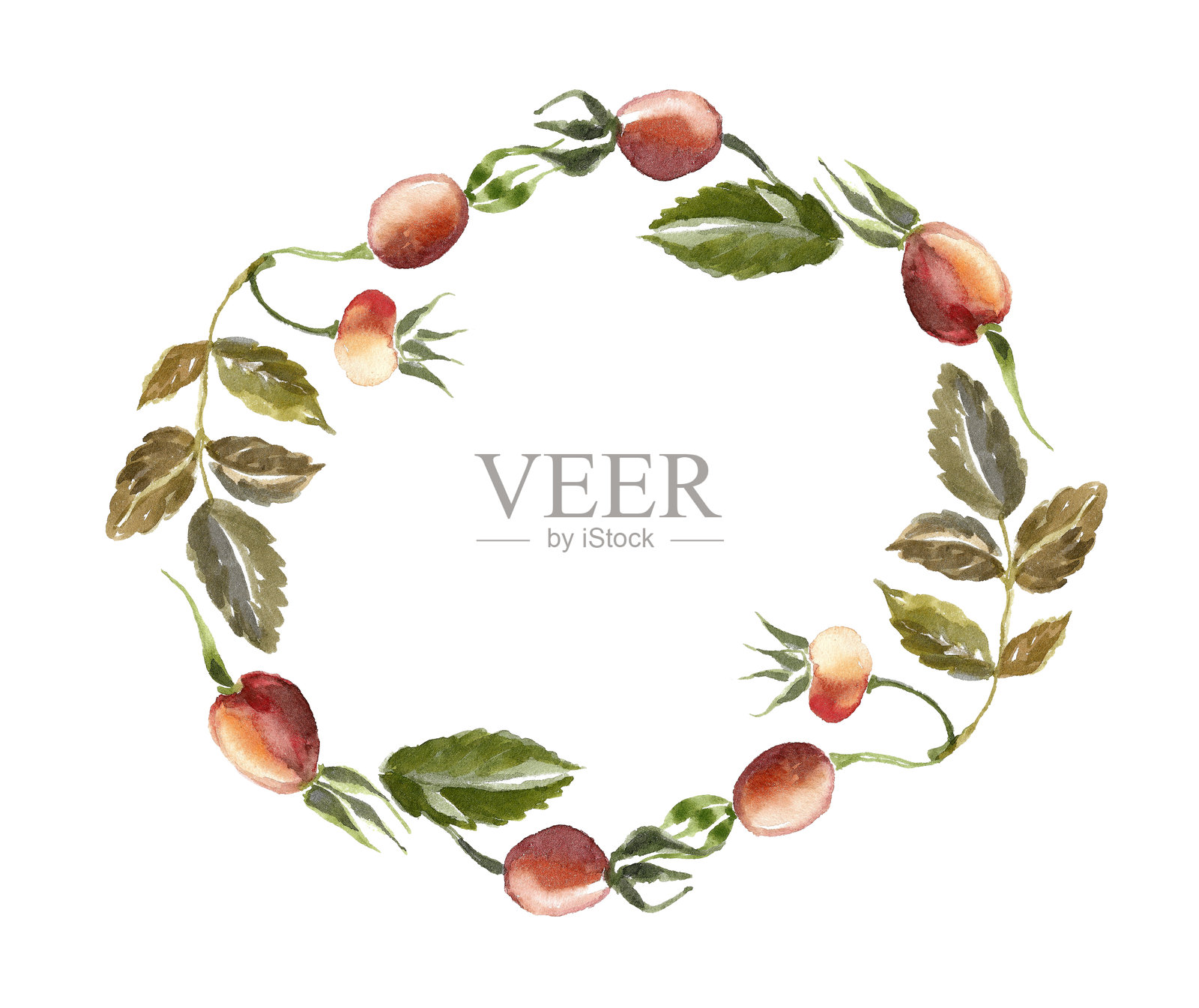 秋季浆果。插画图片素材