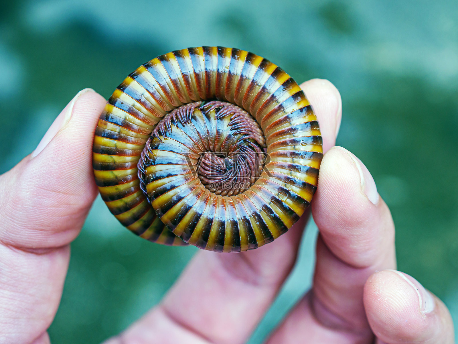 蜈蚣无脊椎动物双足纲宏观节肢动物，卷曲在手中的红色蜈蚣（Trigoniulus corallinus）照片摄影图片