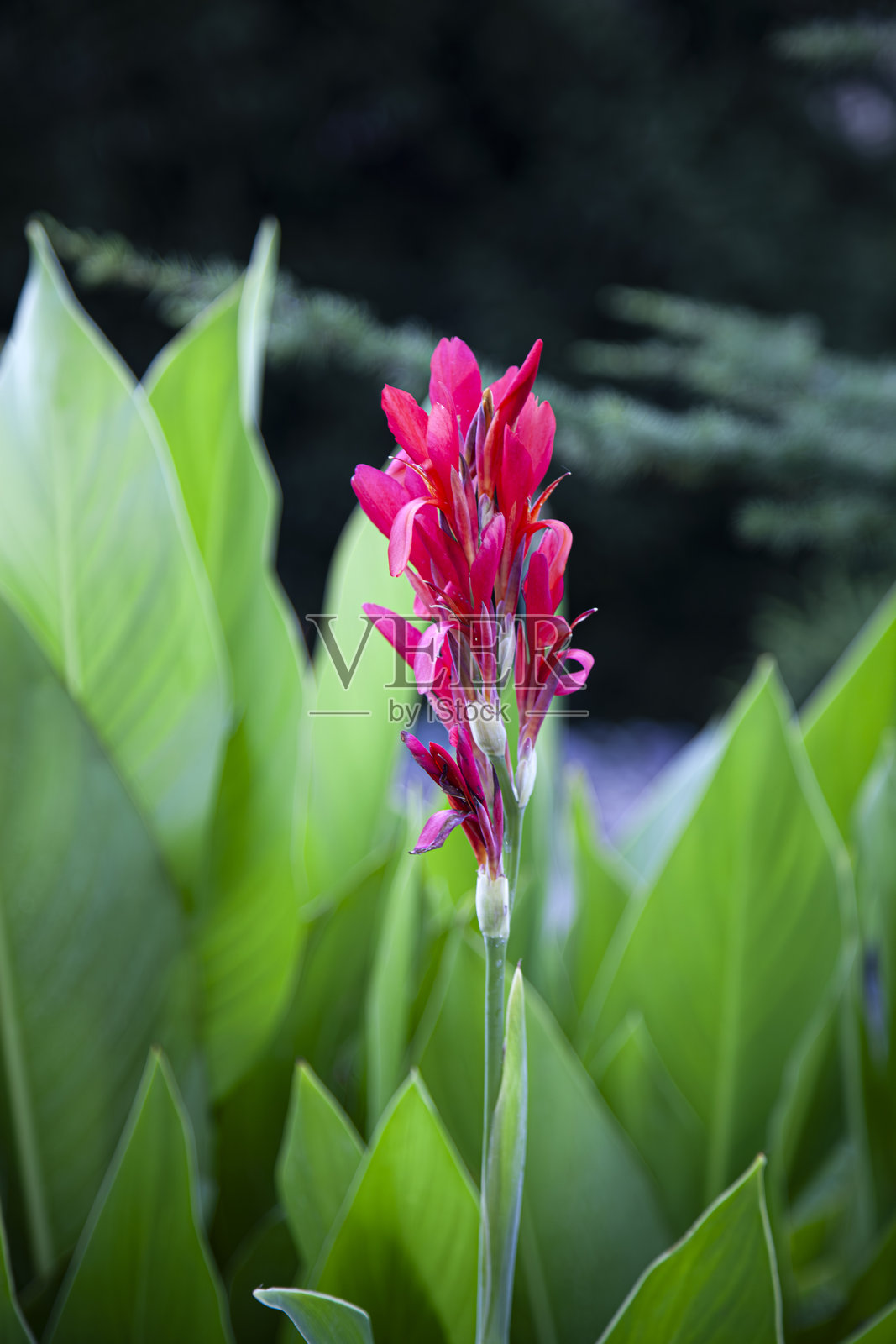 红色花园花朵与大型绿叶的花序照片摄影图片