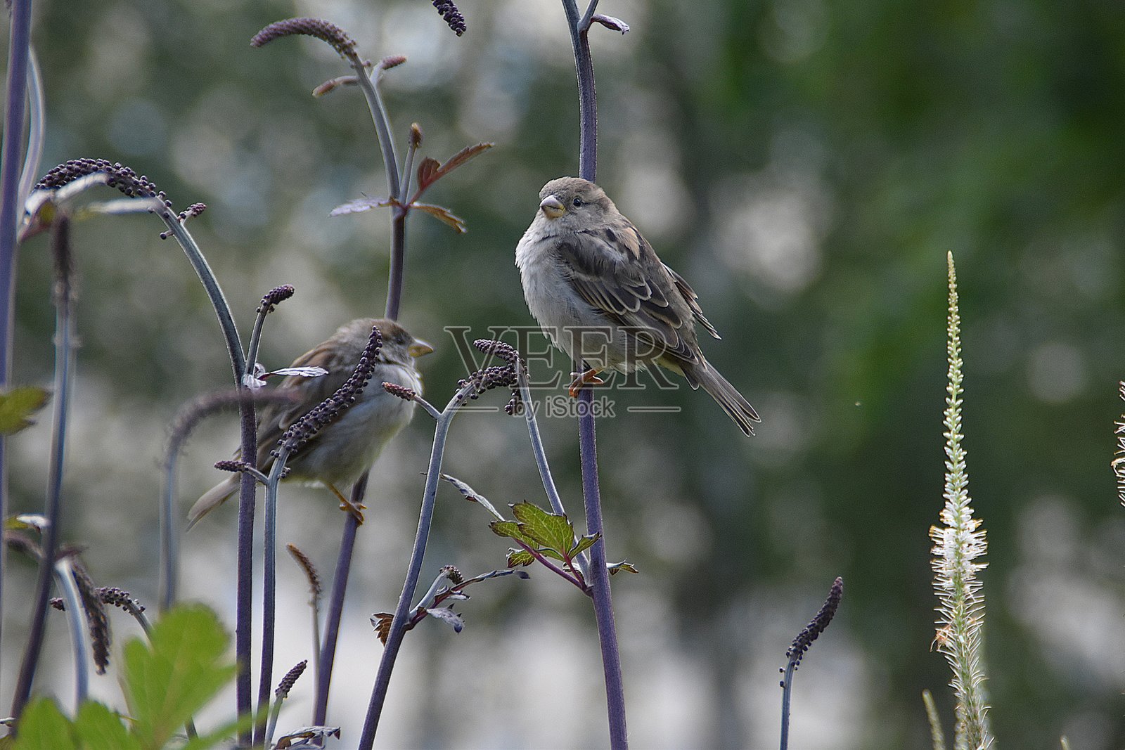 可爱的雌性雀鸟照片摄影图片