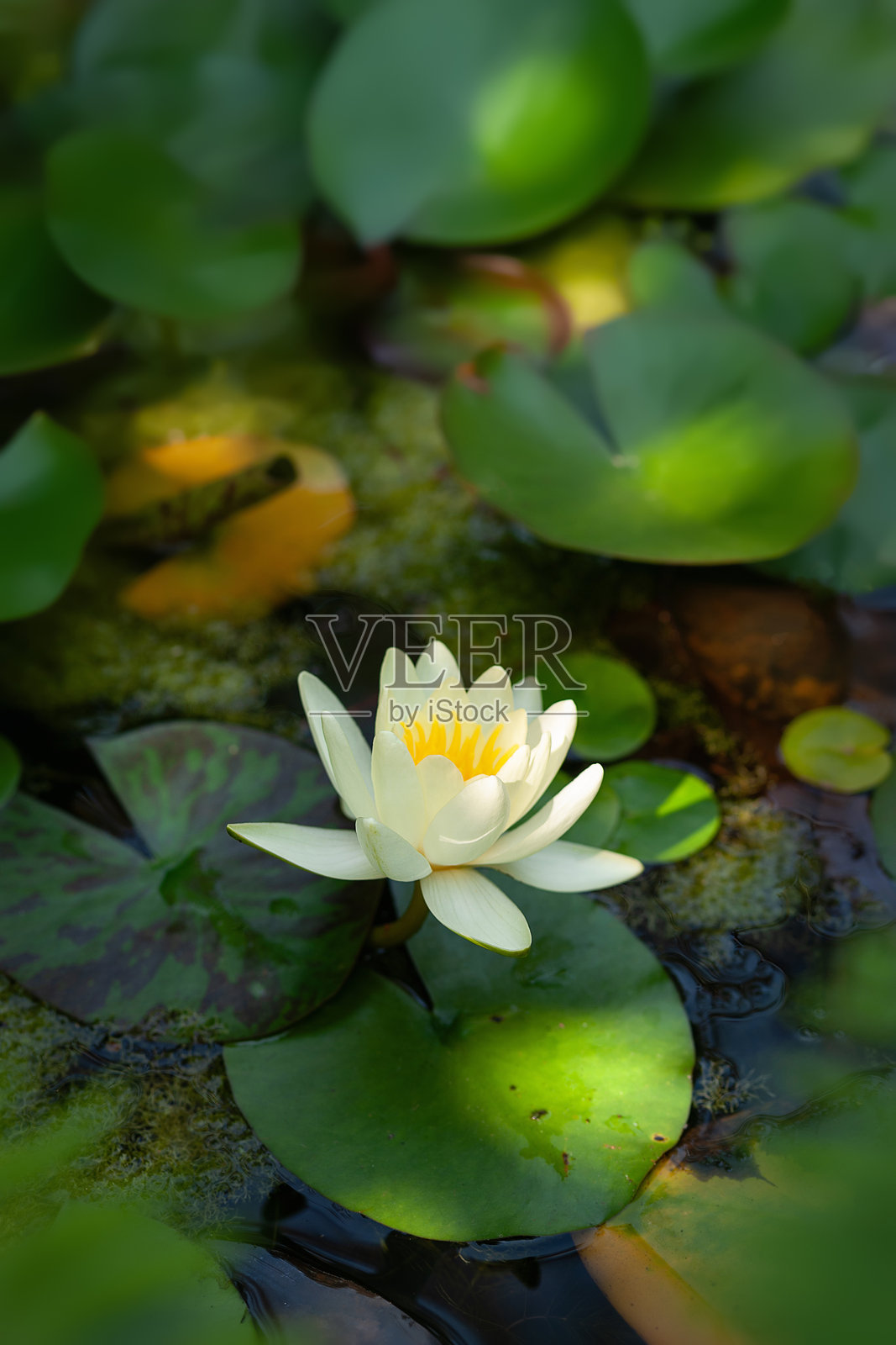 白色百合。叶子覆盖的湖面上的水莲。光影的交错。选择性对焦。照片摄影图片