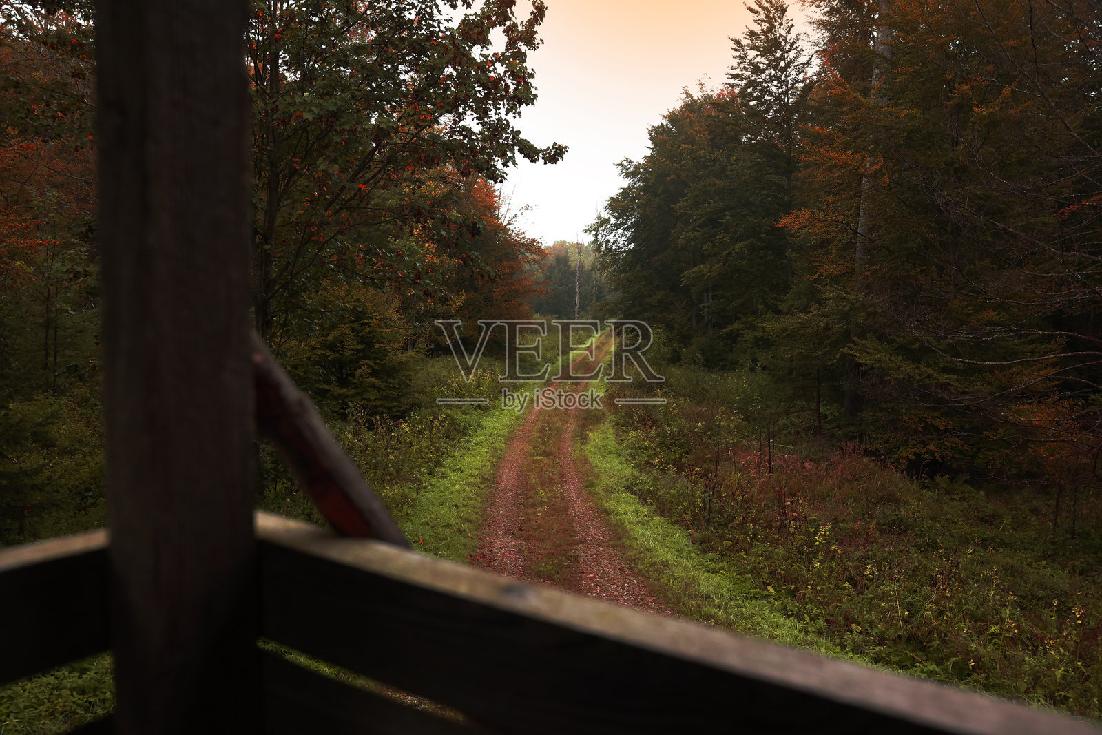 森林中猎人塔的第一人称视角照片摄影图片