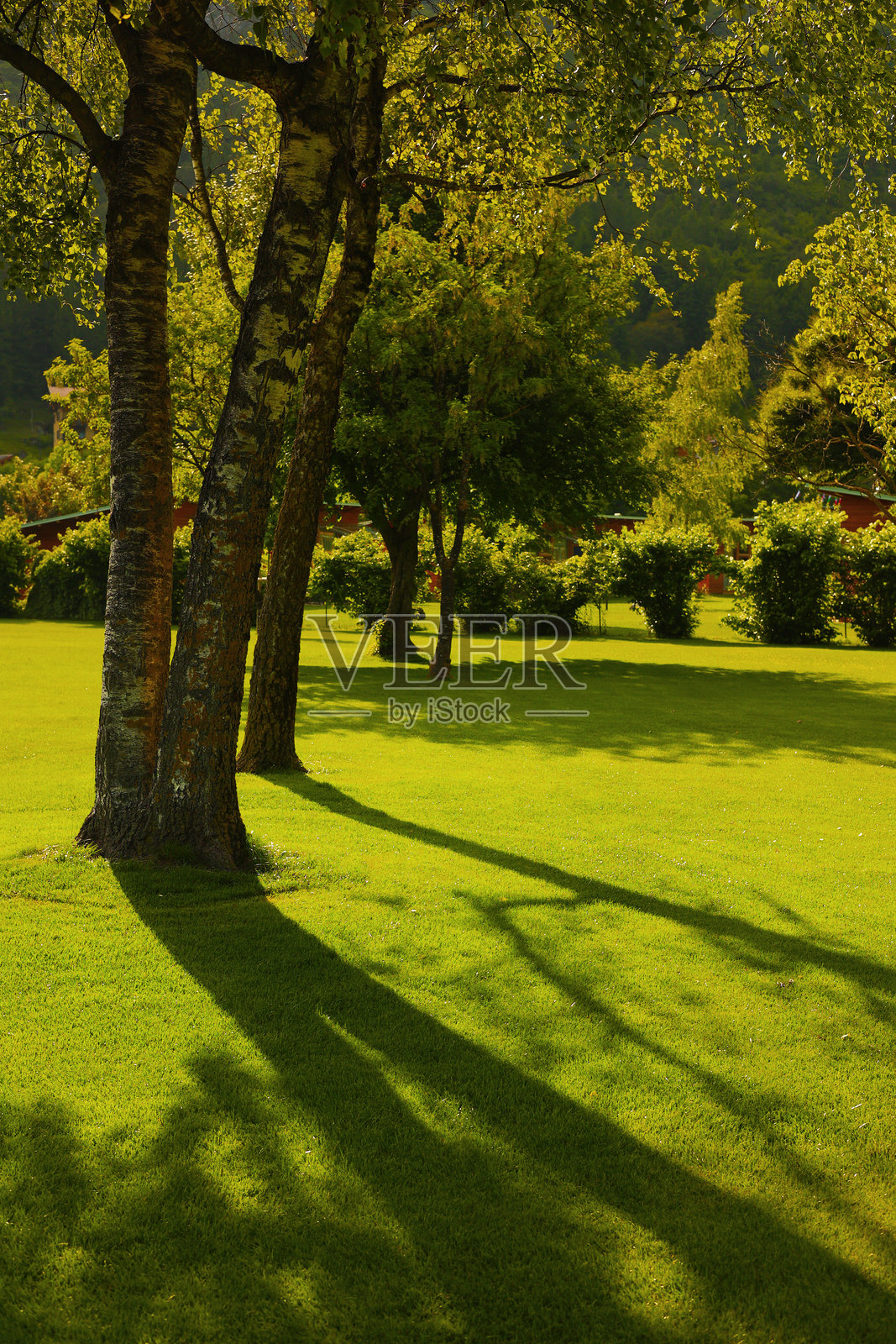 清晨明亮阳光下的绿色草坪，树木在草地上投下阴影照片摄影图片