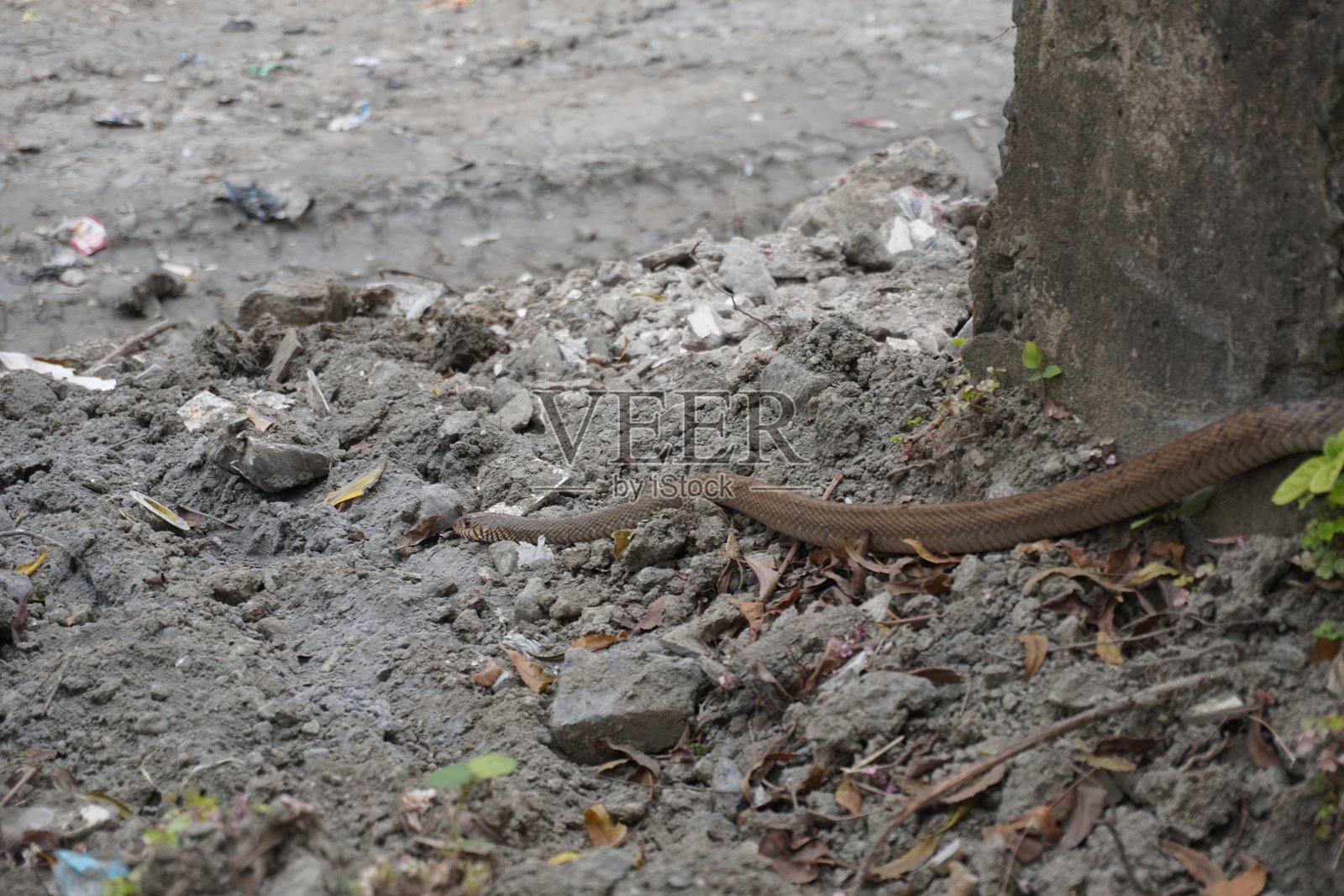 一条黄鼠狼蛇在土壤上，靠近混凝土墙。照片摄影图片