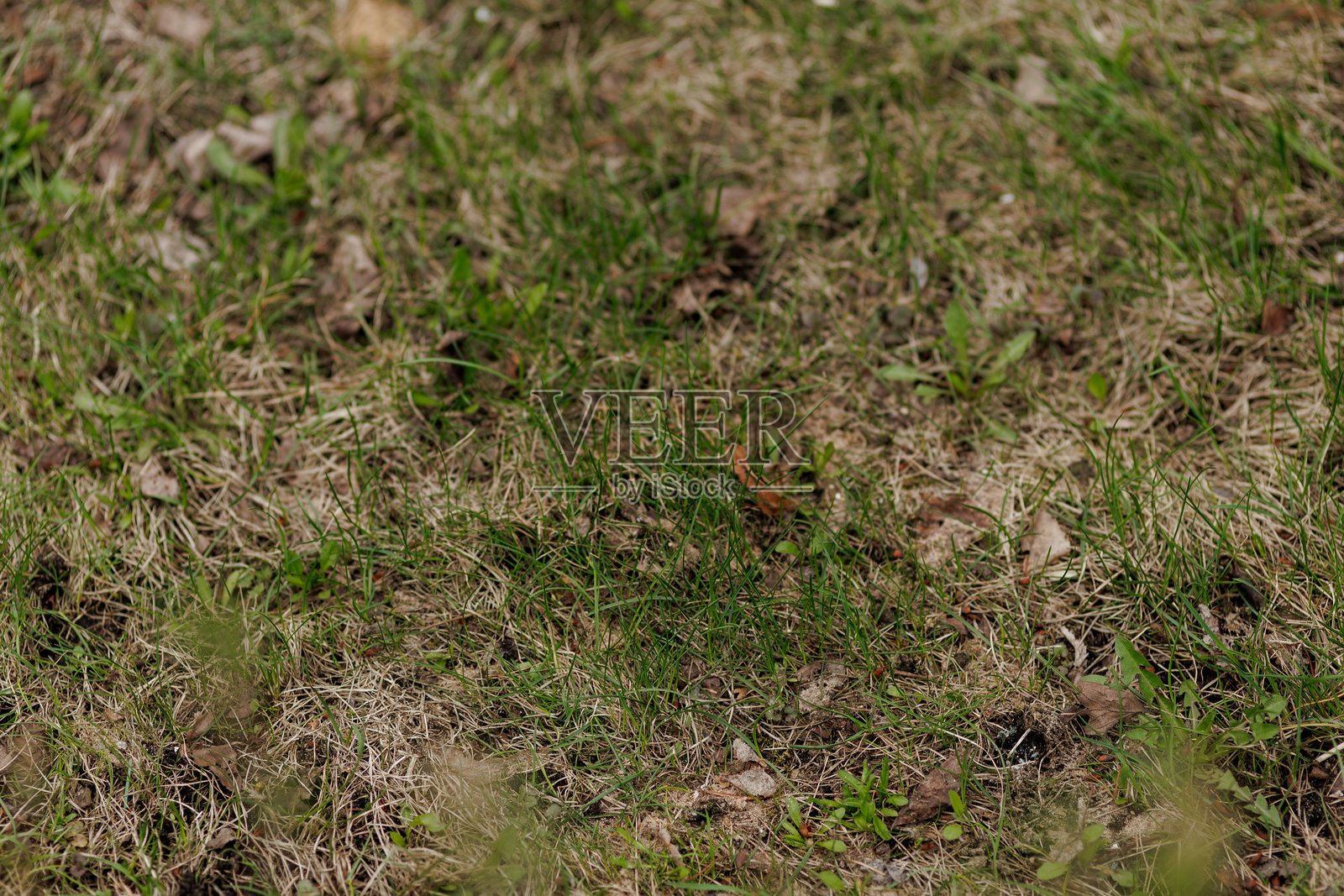 干燥草地上的地面纹理，点缀着稀少的小绿植。照片摄影图片