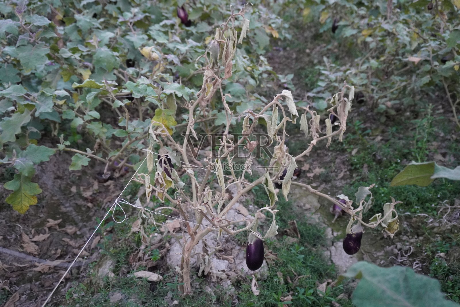 枯萎的茄子植物上挂着几个茄子照片摄影图片