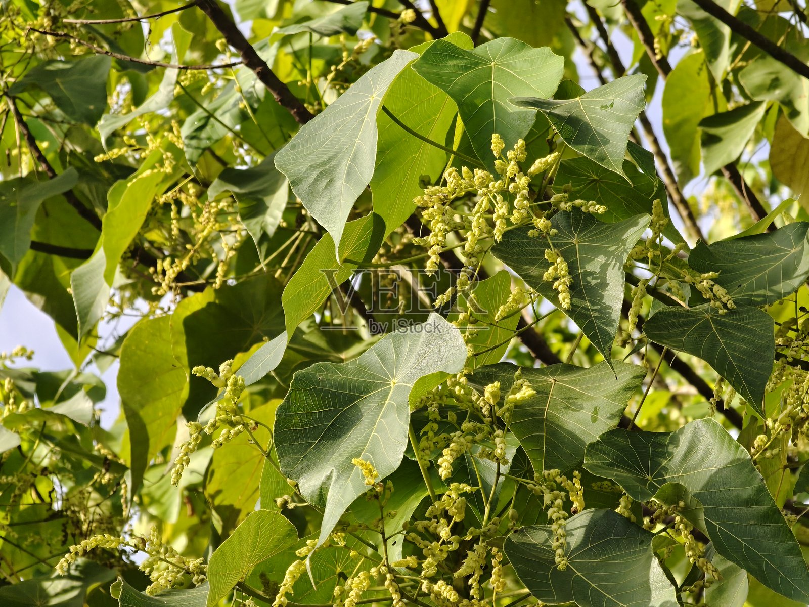 马卡兰加·塔纳里乌斯树叶特写照片摄影图片