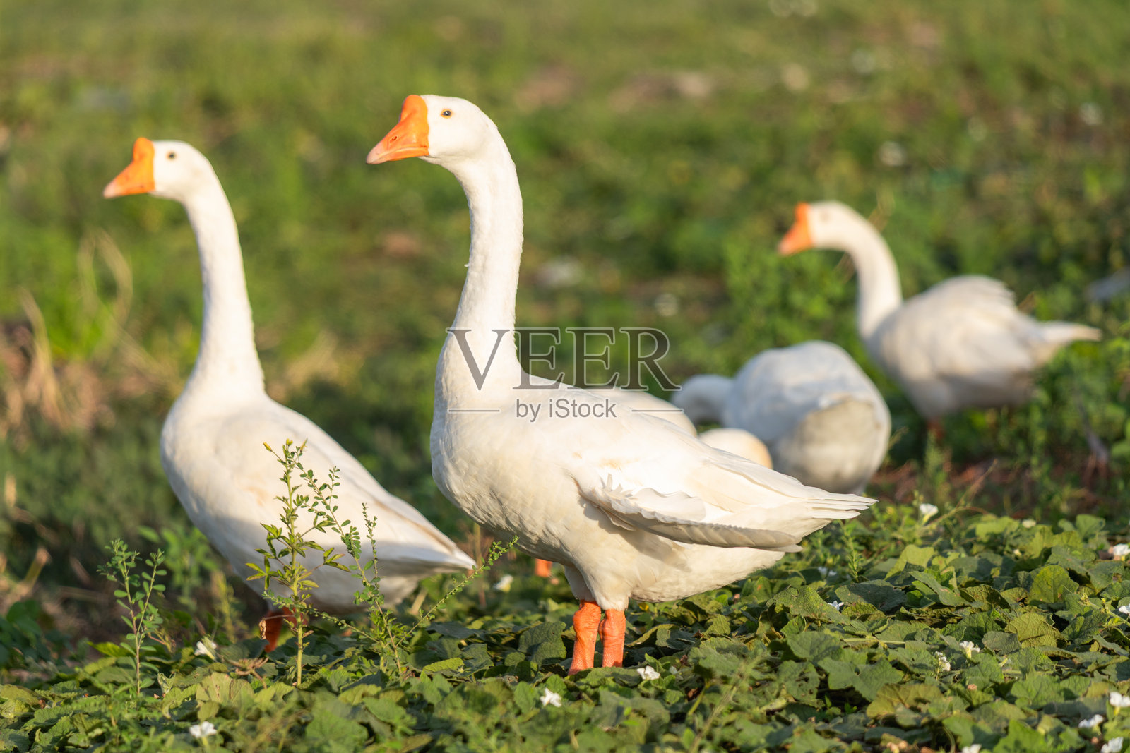 白色家鹅群在金色时光的绿叶田野上觅食，柔和的散景背景和自然的留白空间照片摄影图片