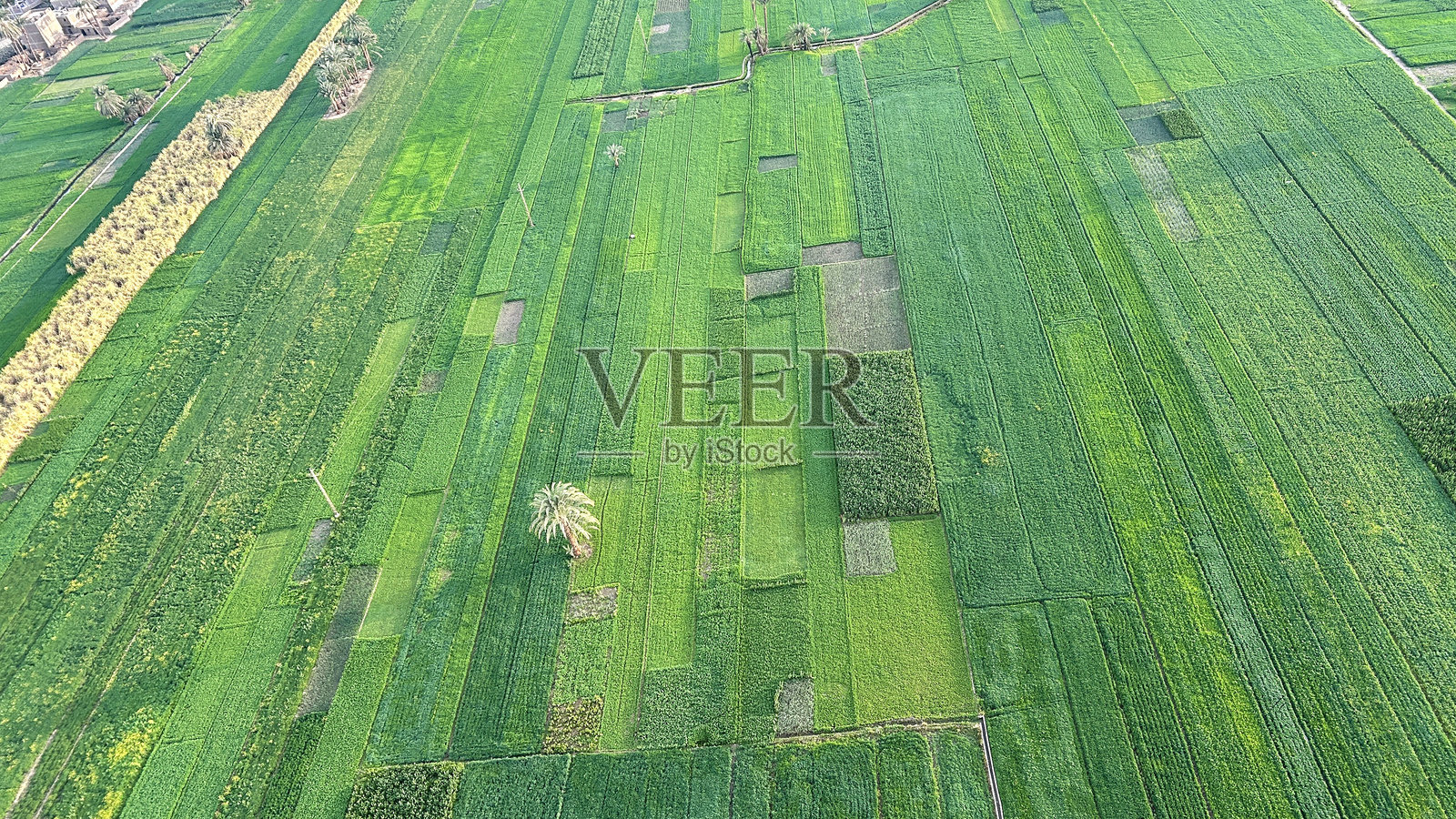 埃及卢克索的绿色农业田野鸟瞰图照片摄影图片