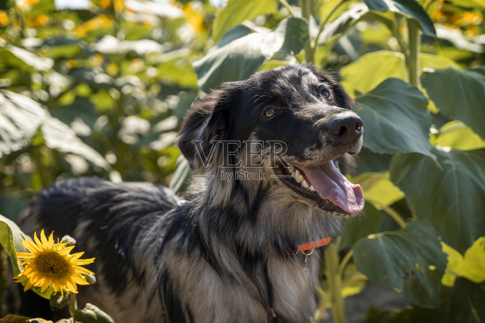 意大利拉戈拉伊牧羊犬小狗在夏末的向日葵田中肖像照片摄影图片