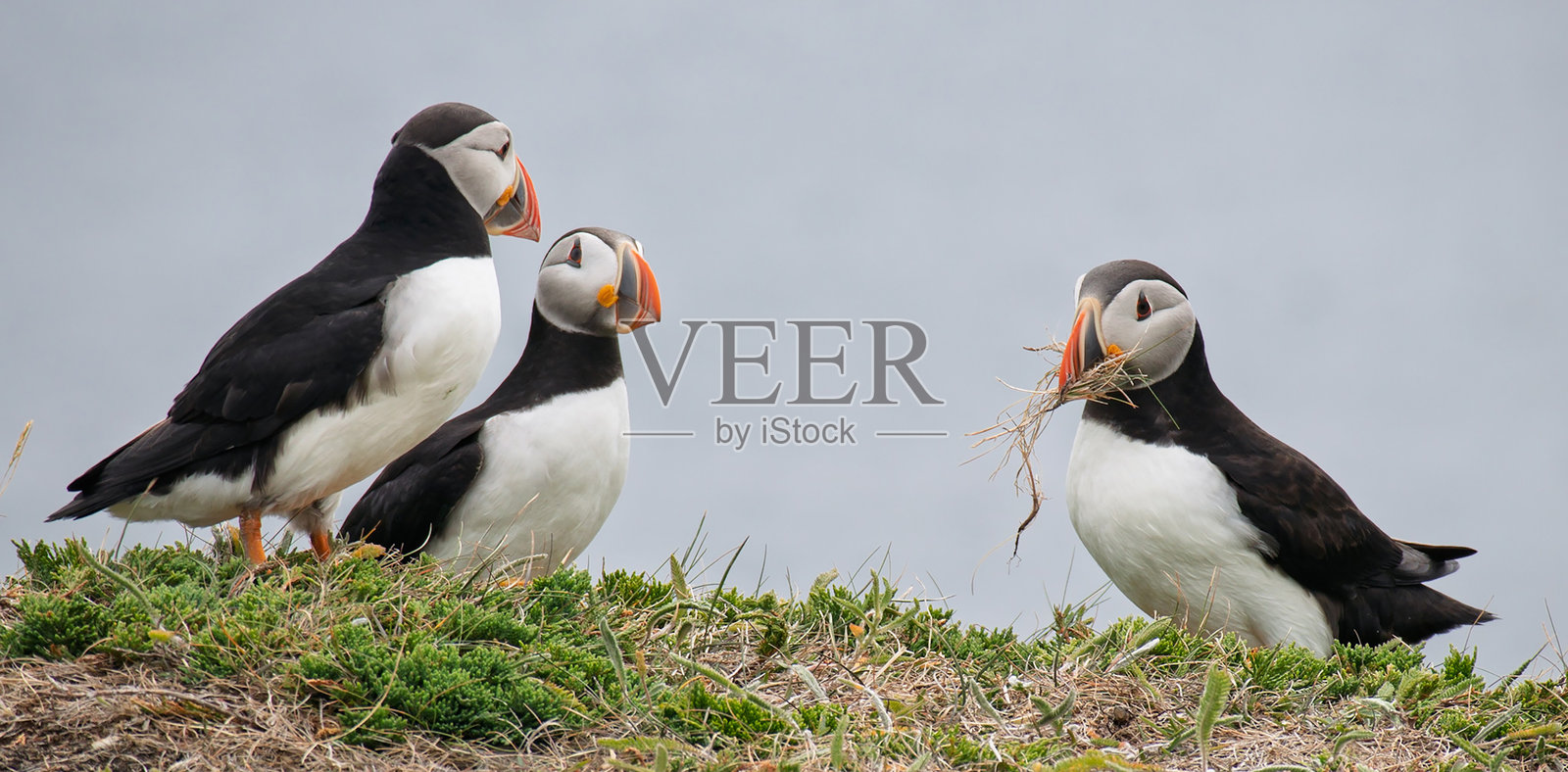 海雀照片摄影图片