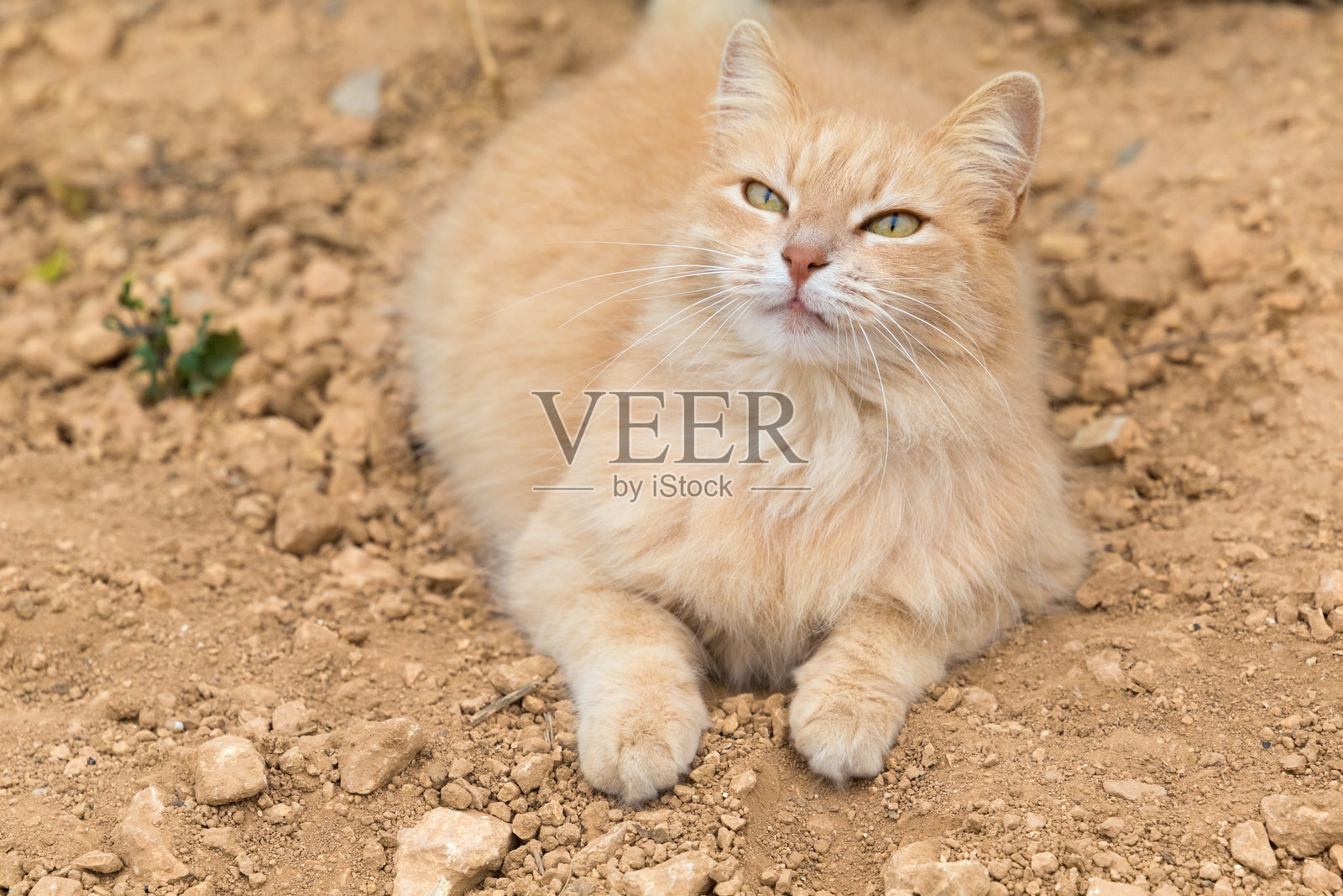 一只长毛猫仰望马耳他的天空。照片摄影图片