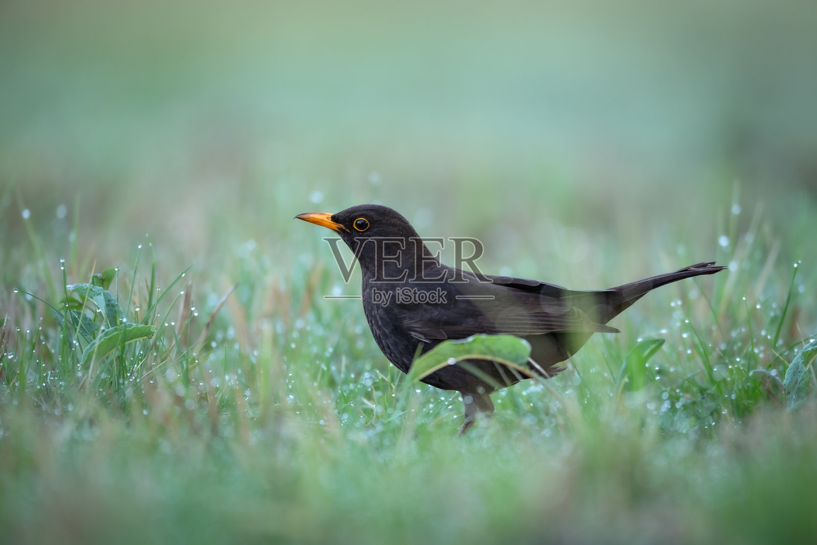 雄性黑鸫（Turdus merula）在波兰欧洲春季的森林草地上照片摄影图片