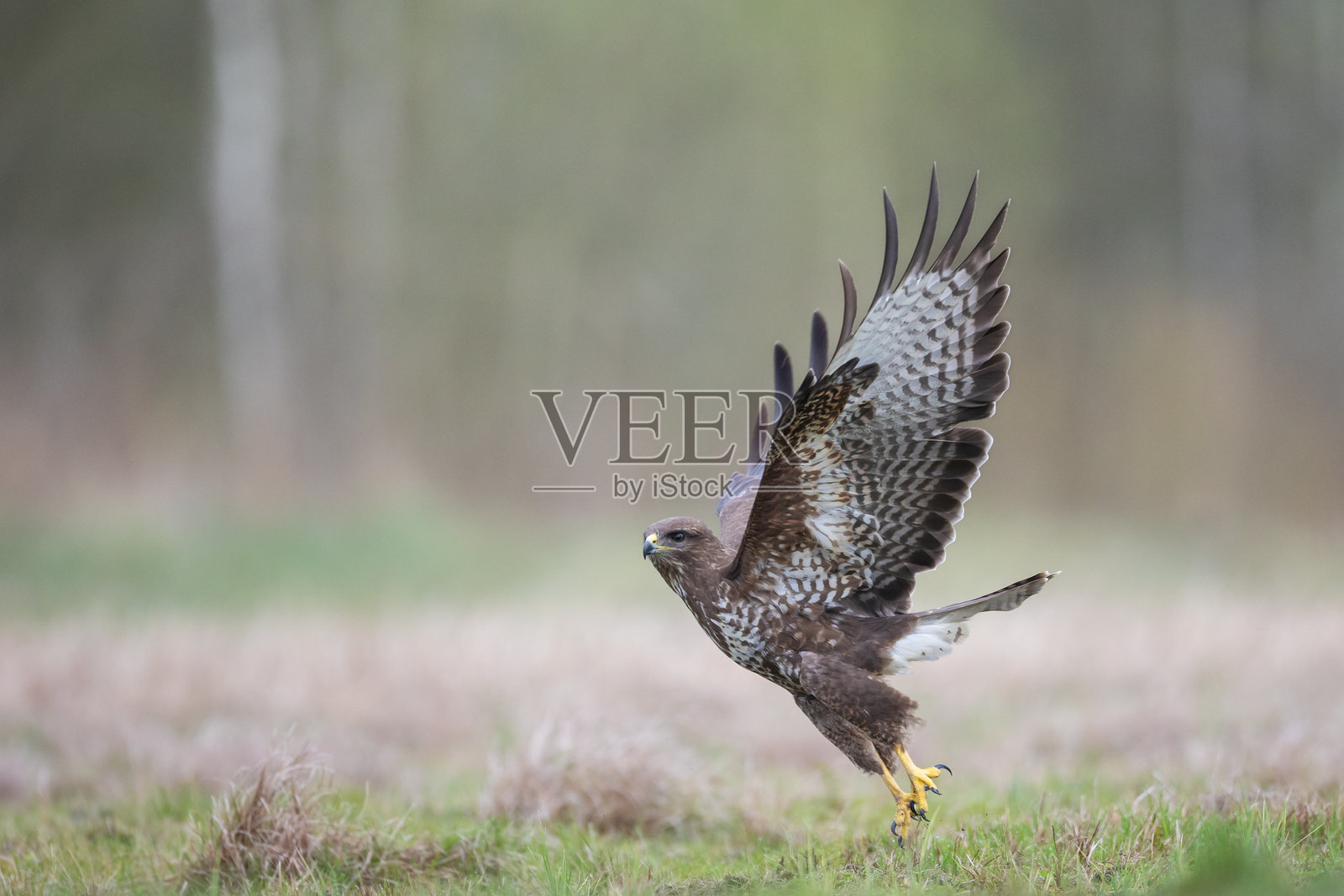 猛禽 - 普通秃鹰（Buteo buteo）降落在草地上，捕猎时刻，波兰欧洲春季野生动物照片摄影图片