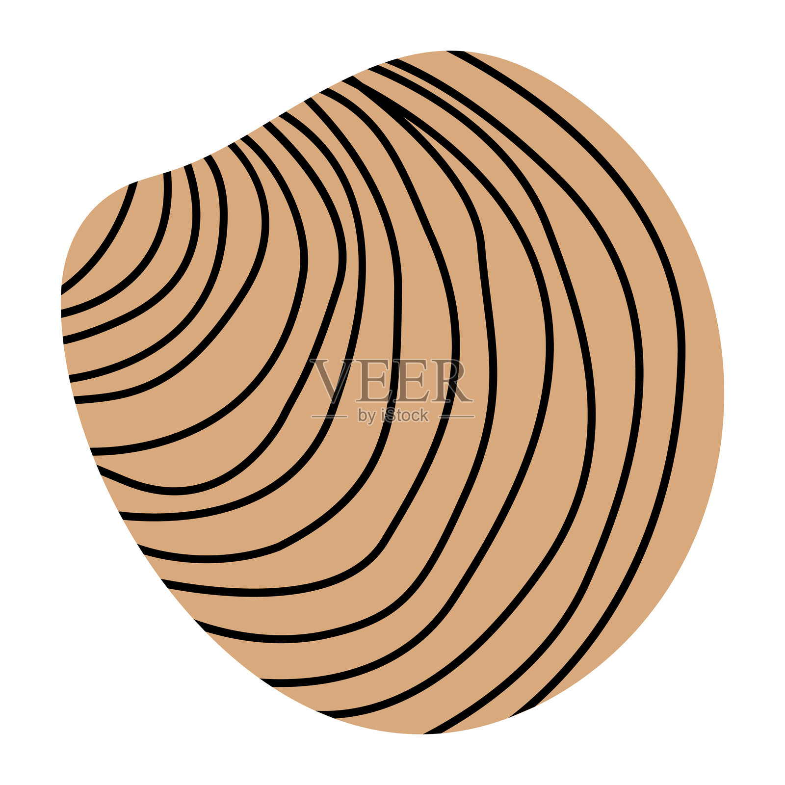 蛤蜊 2插画图片素材