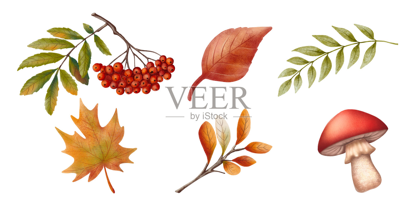 一组秋季插图，包含山楂果、鲜艳的秋叶和蘑菇。采用温暖的水彩手绘风格，绘制得非常精美。插画图片素材