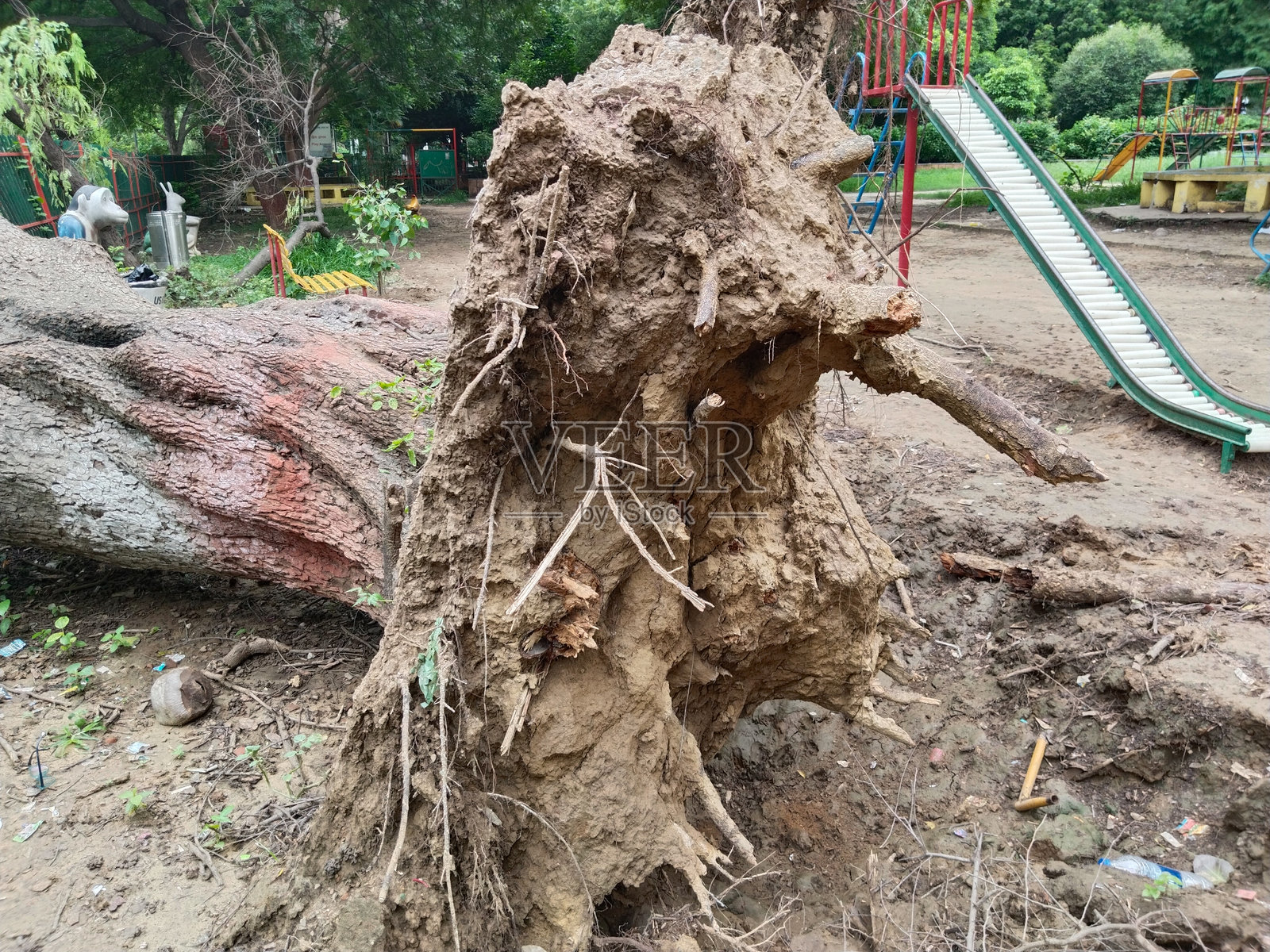 倒伏的树木，暴露的根系和倒下的树干损坏了公园围栏，红色树皮，园艺环境中自然灾害的影响，周围绿意盎然。照片摄影图片