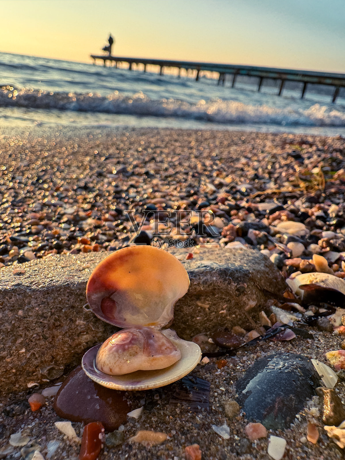 湿沙滩上各种贝壳的特写，拍摄于黄金时刻照片摄影图片