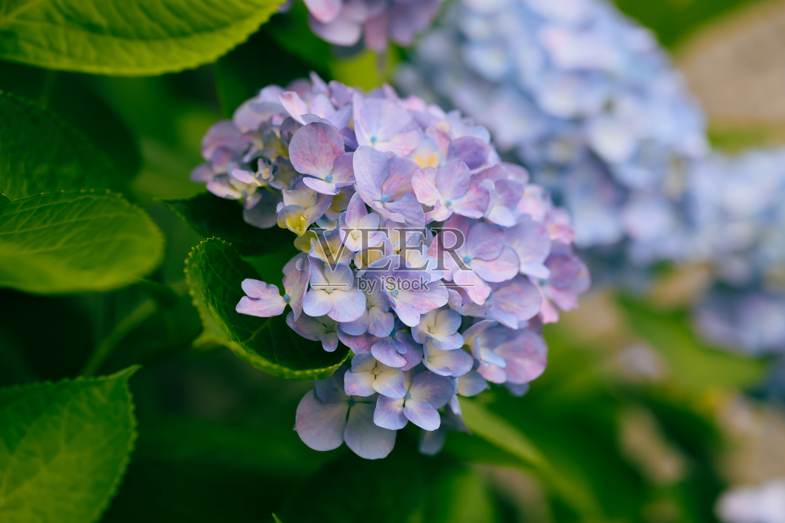 明亮的粉彩色绣球花盛开。照片摄影图片