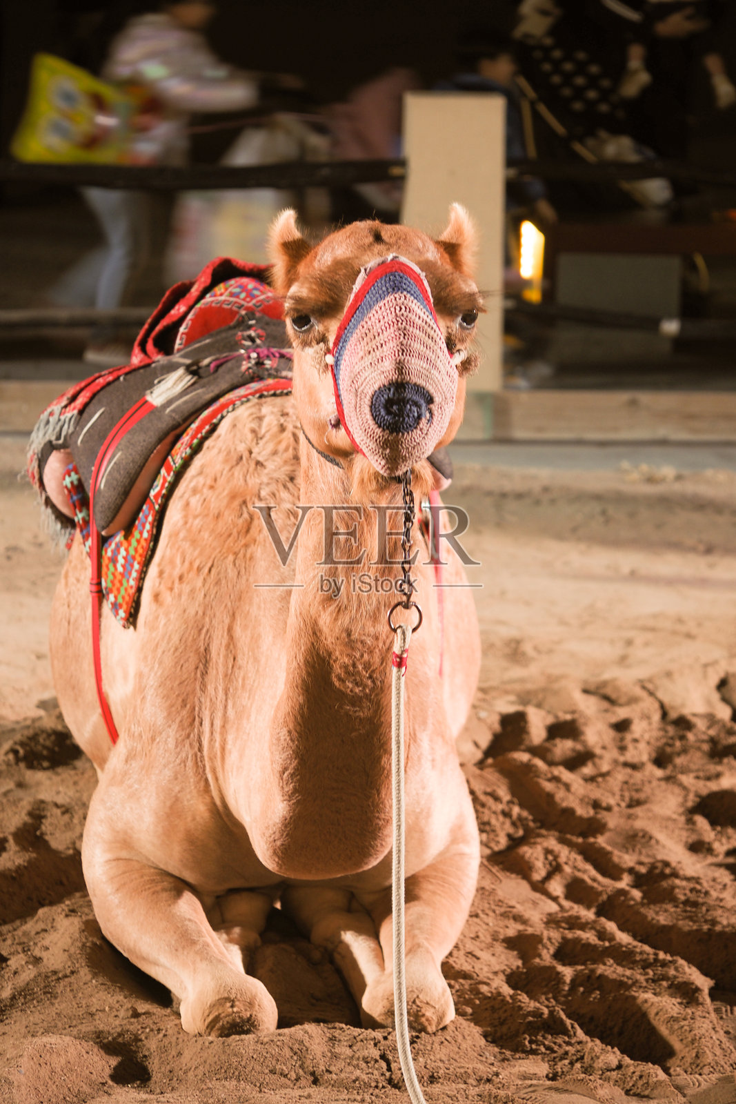 骆驼在沙地上休息，参加晚间活动照片摄影图片