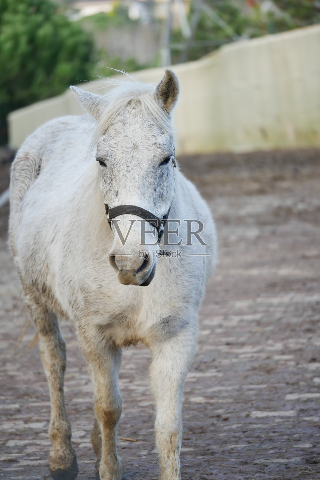 白色小马在白天的泥土小路上平静地行走照片摄影图片