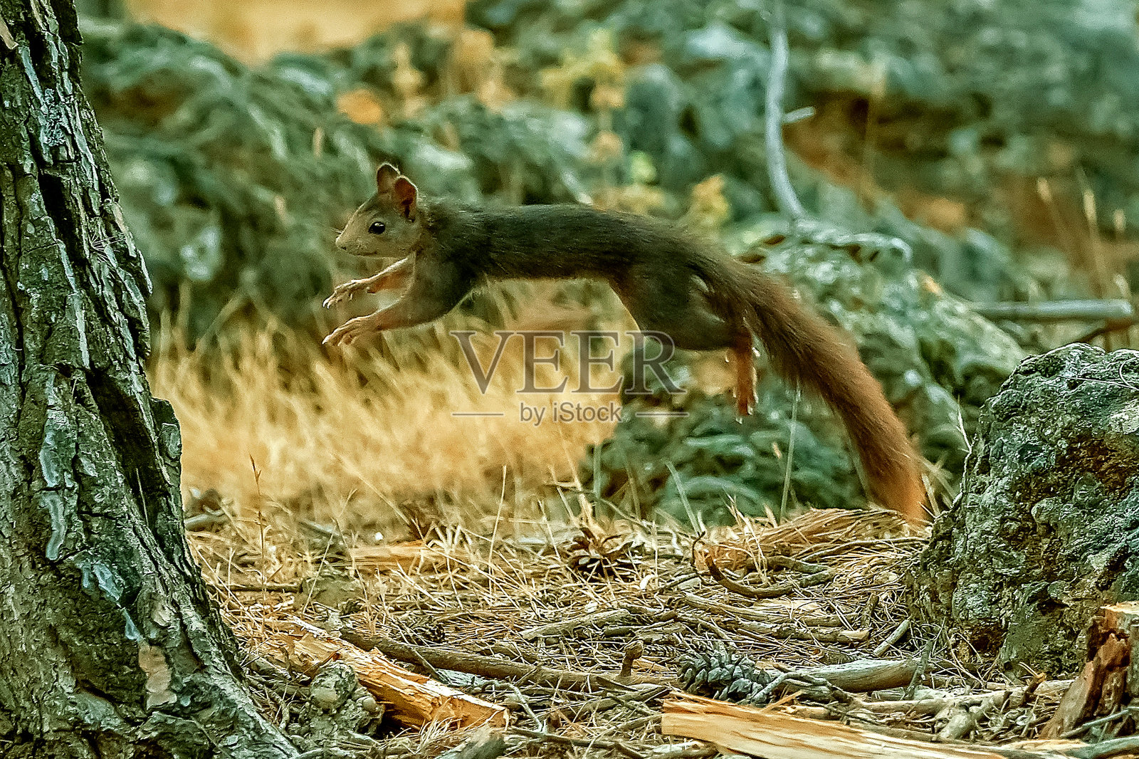 普通松鼠，位于卡索尔拉、塞古拉和拉斯维利亚斯自然公园。照片摄影图片