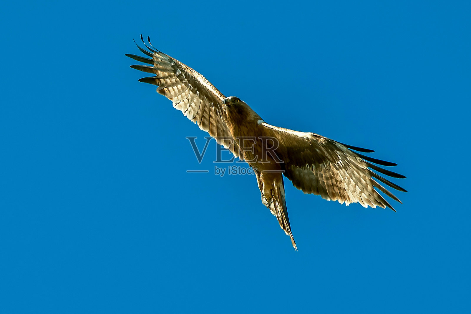 在卡索尔拉、塞古拉和拉斯维利亚斯自然公园的靴子鹰。照片摄影图片