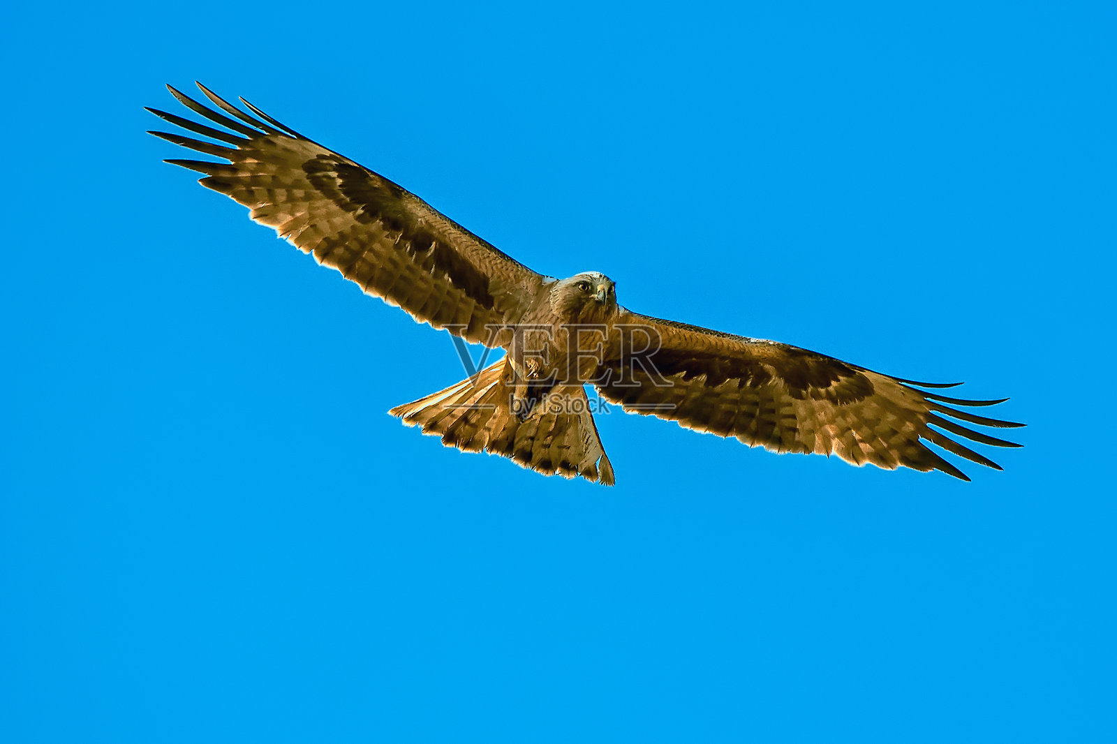 在卡索尔拉、塞古拉和拉斯维利亚斯自然公园的靴子鹰。照片摄影图片