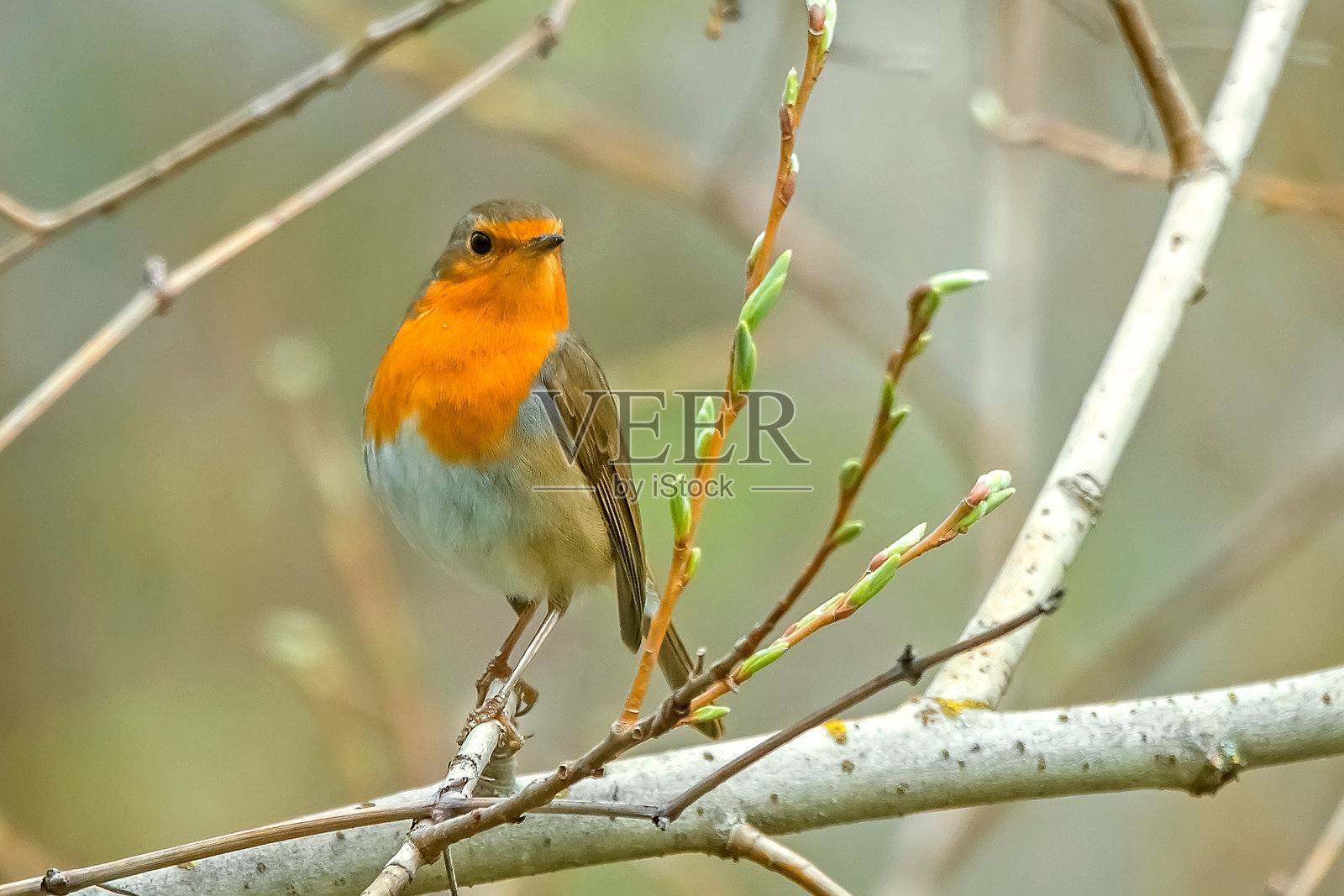 在卡索尔拉、塞古拉和拉斯维利亚斯自然公园的知更鸟。照片摄影图片