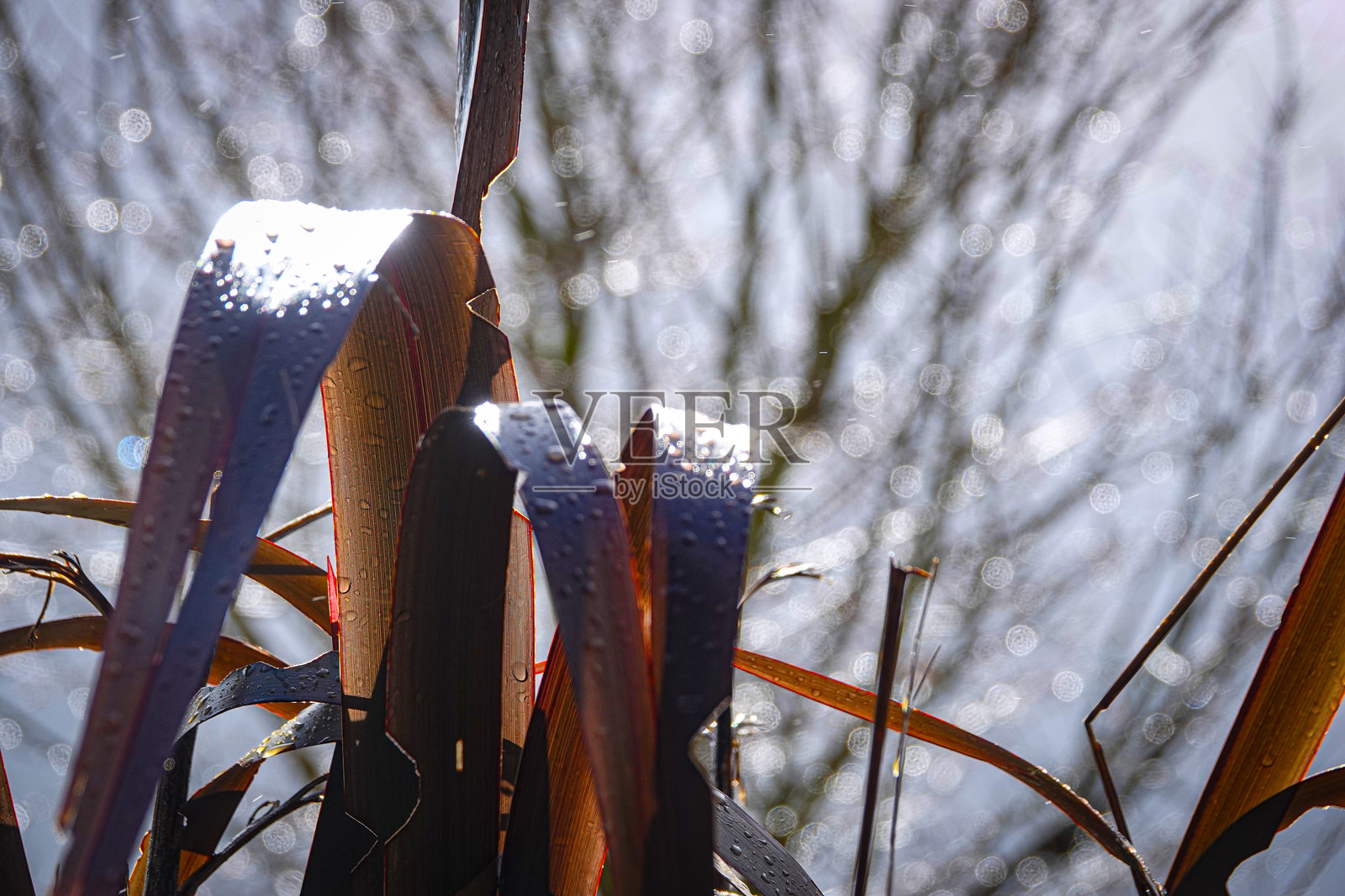 亚麻上的雨滴照片摄影图片