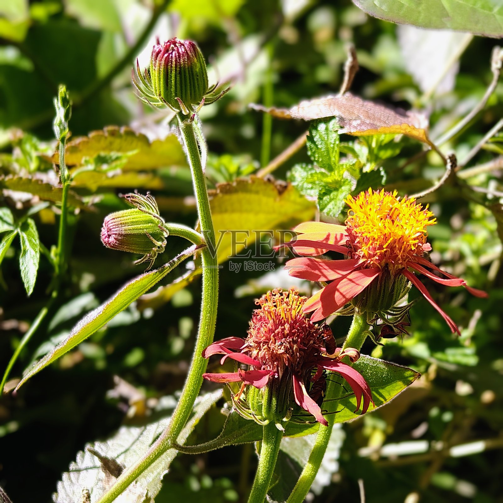 橙色山雏菊照片摄影图片