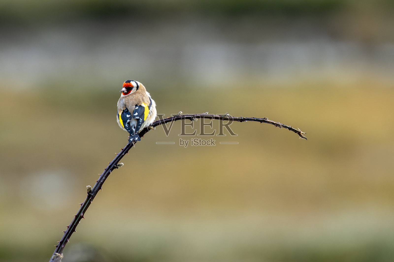 都柏林（爱尔兰）的欧洲金翅雀（Carduelis carduelis）照片摄影图片