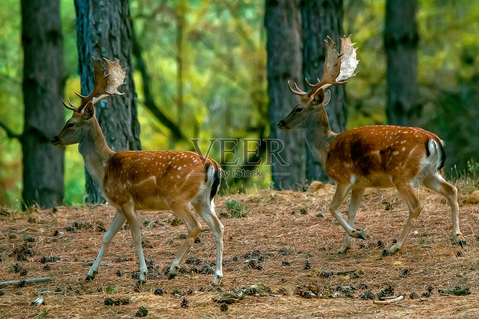 在卡索尔拉、塞古拉和拉斯维拉斯自然公园中的大型雄性梅花鹿。照片摄影图片